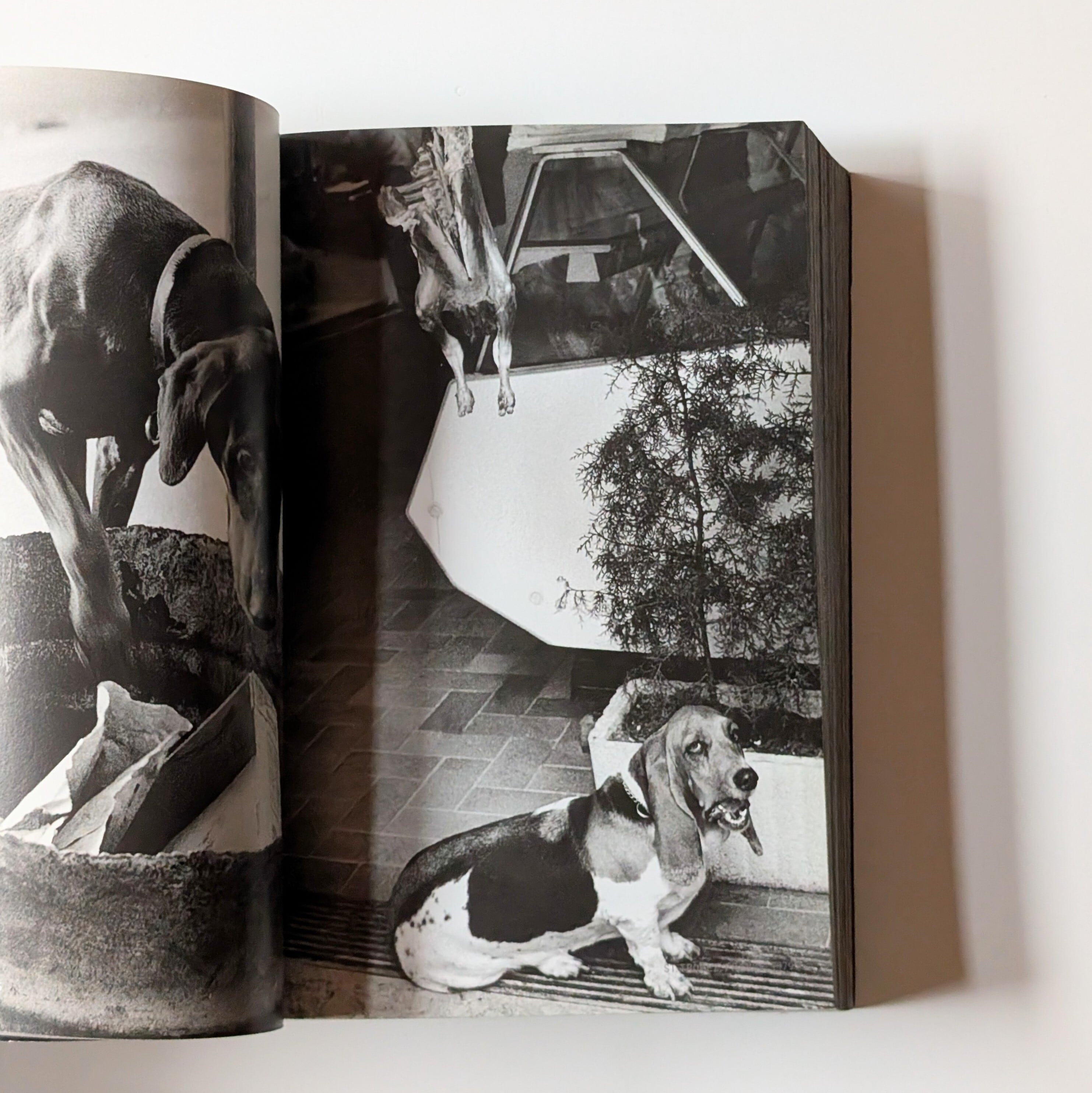DOG DOGS/ELLIOTT ERWITT | イヌグラシ