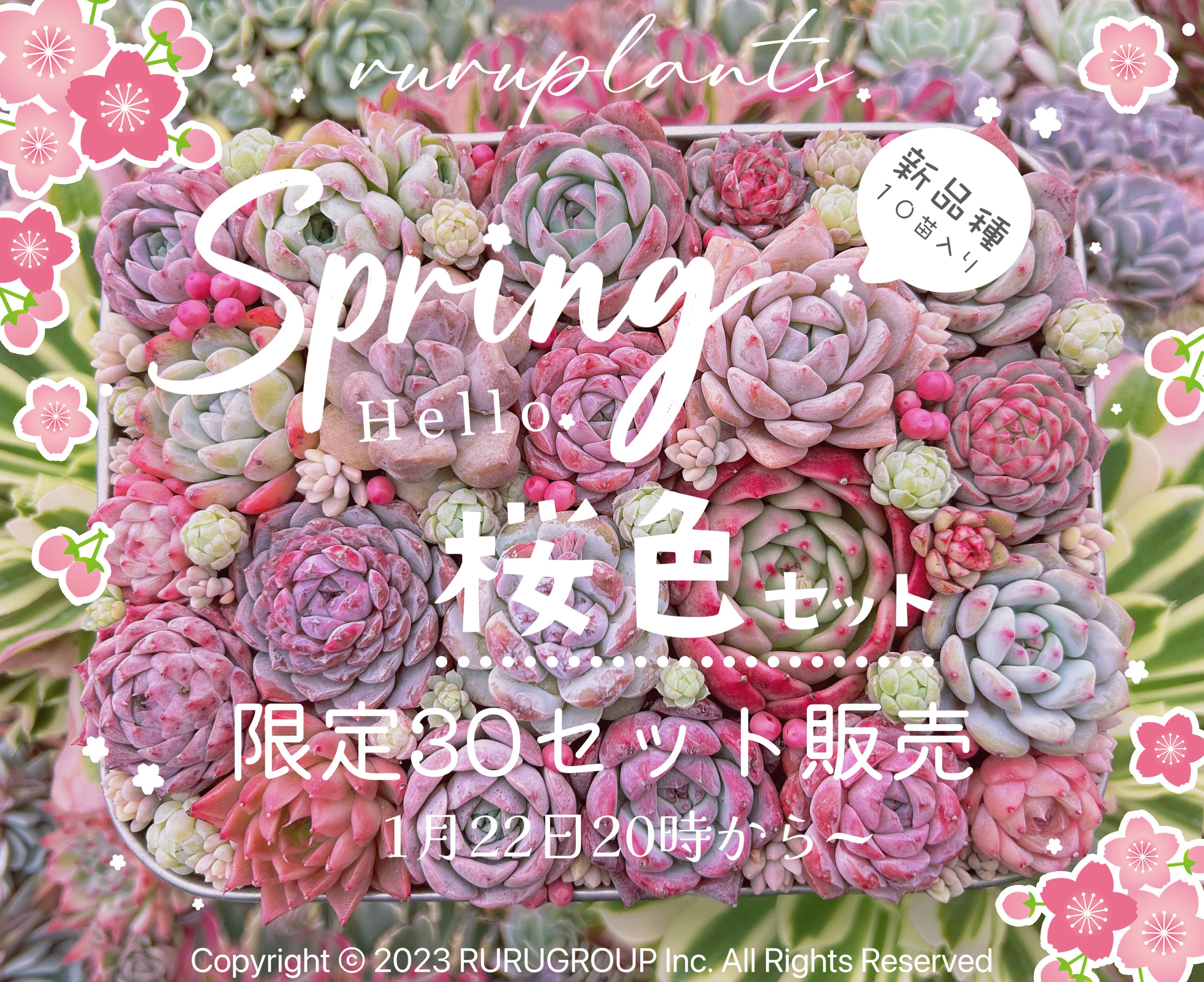 Happy spring桜色セット