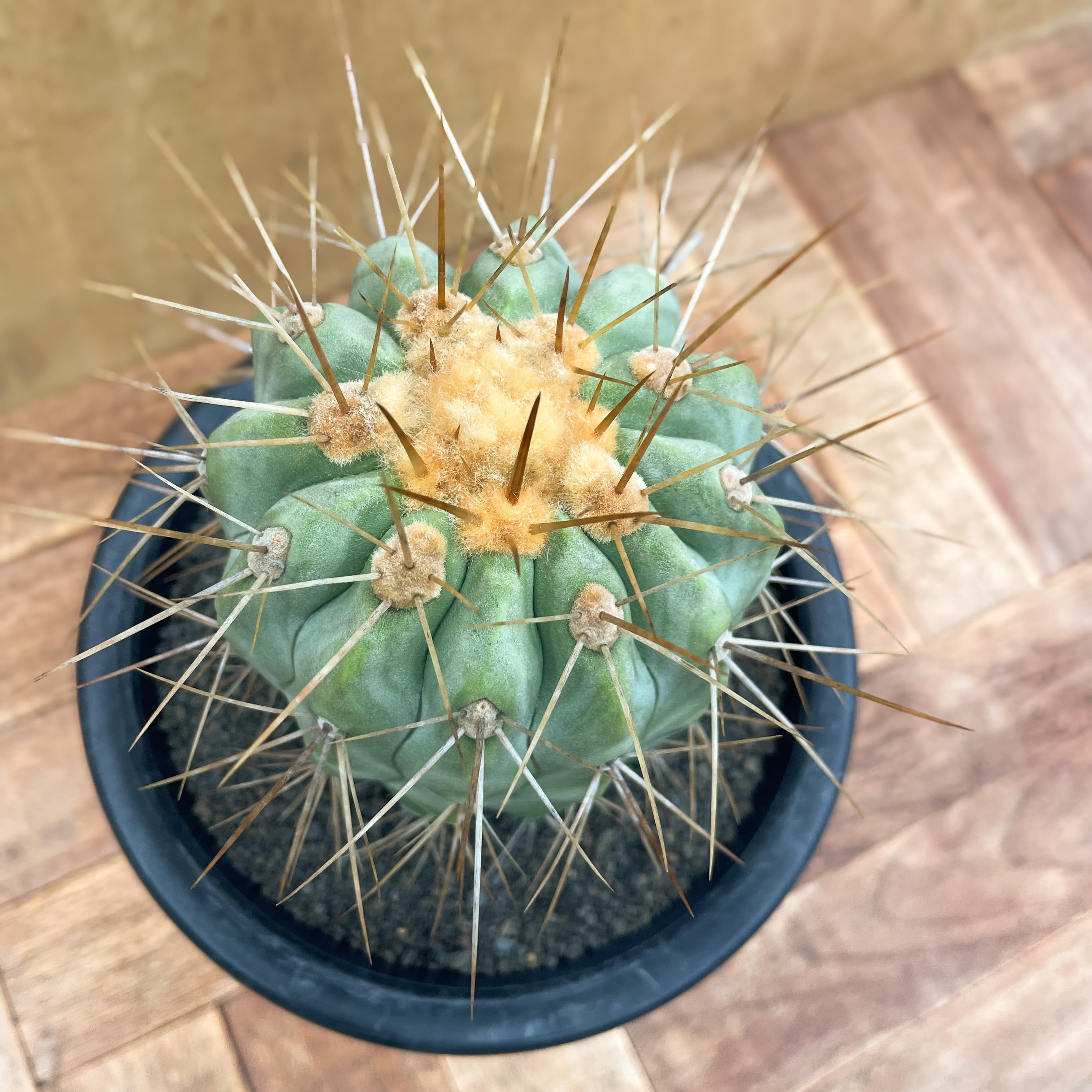Copiapoa gigantea【コピアポア・ギガンティア・実生】 | RIMO