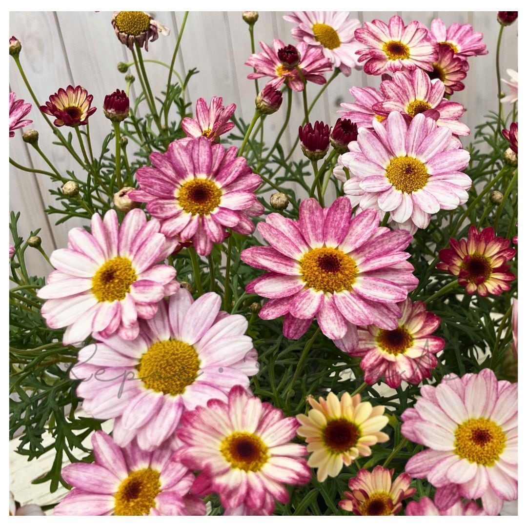 マーガレット:雪路(ゆきじ)(3.5号)ゲブラさん 新品種 変わり咲き マーガレット 鉢花