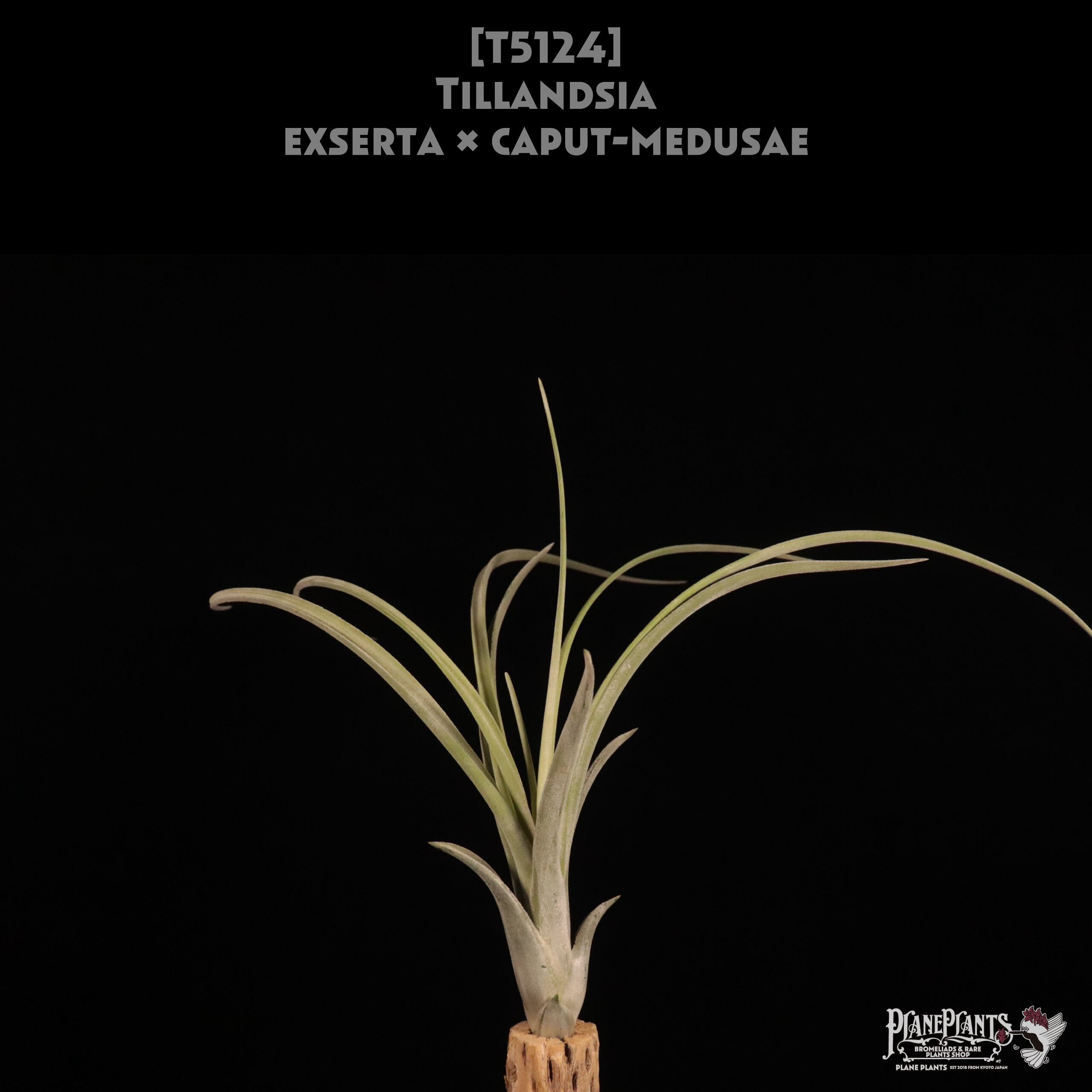 caput-medusae | plane plants