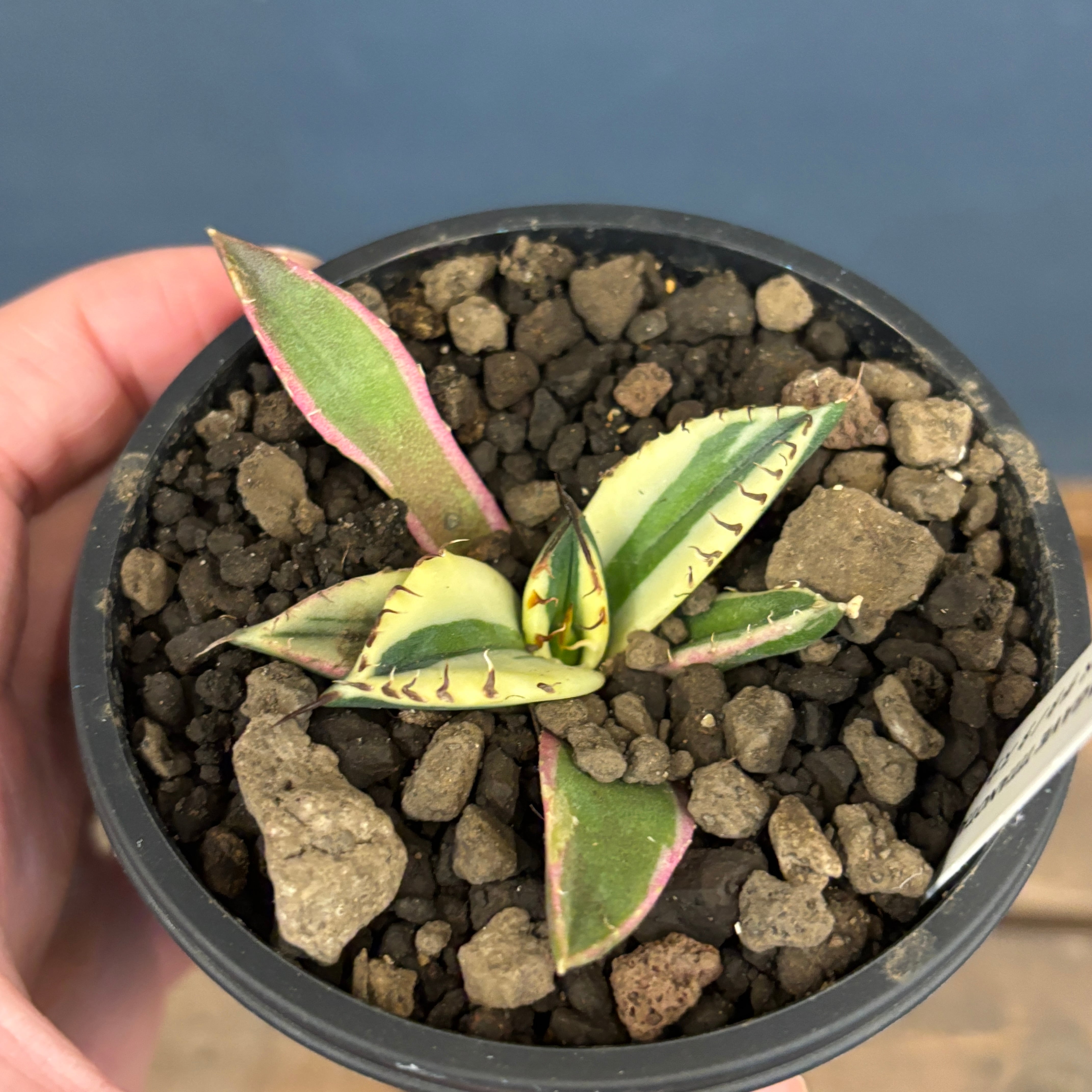 アガベ チタノタ スナグルトゥース【882】 | PROTOLEAF プロトリーフ