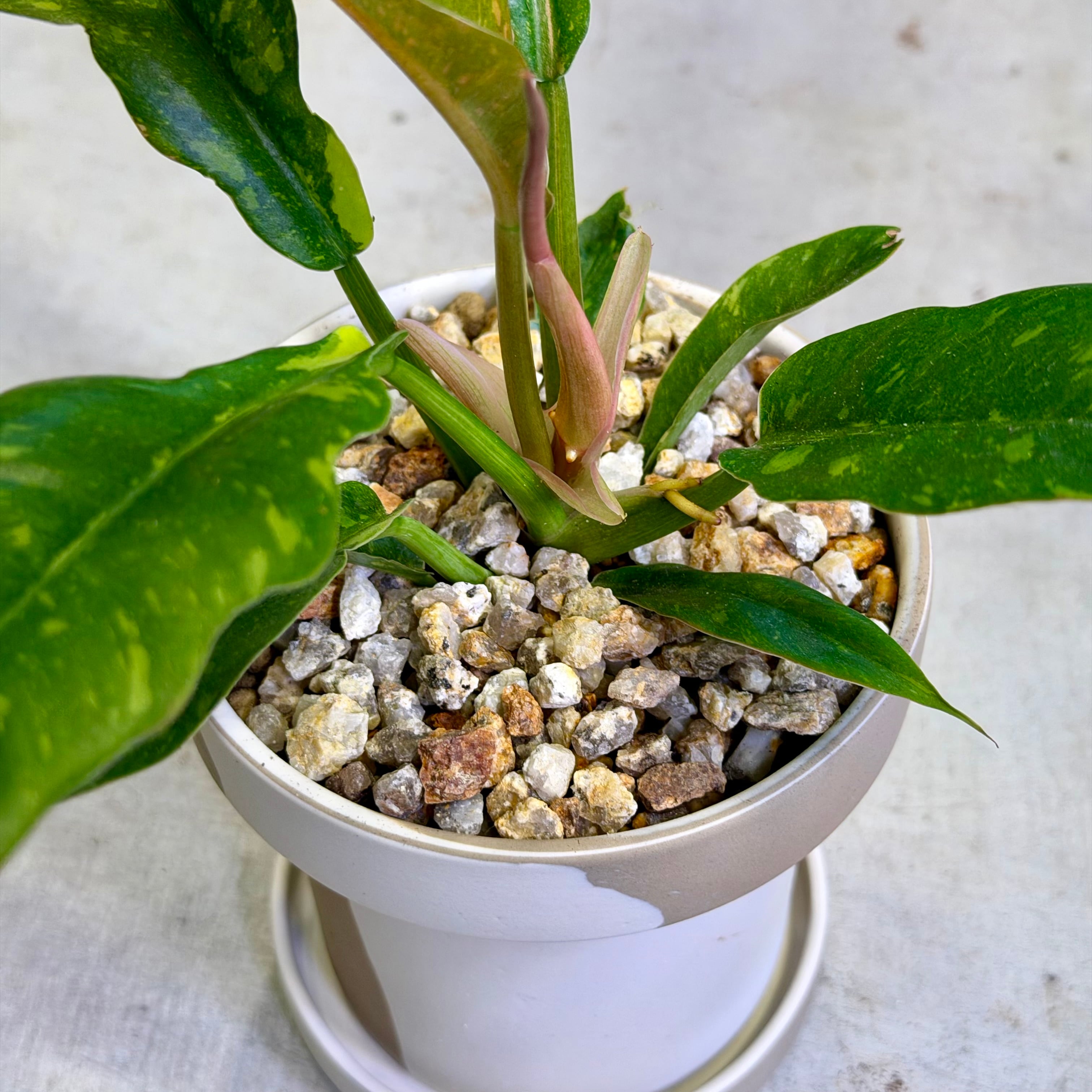 フィロデンドロン・リングオブファイアー | barrelplants_BONSAI