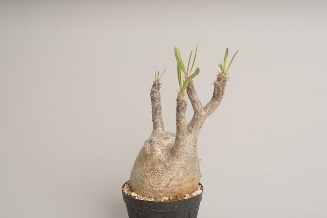 パキポディウム グラキリス no.6 〈発根済み〉