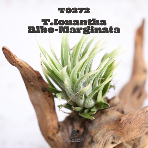 【送料無料】イオナンタ アルボマージナータ〔エアプランツ〕現品発送T0272