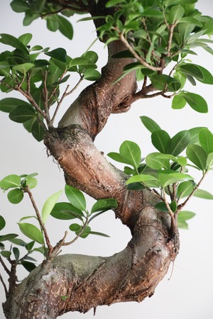 【M】ガジュマル 曲げ木/Ficus microcarpa　※陶器鉢付き