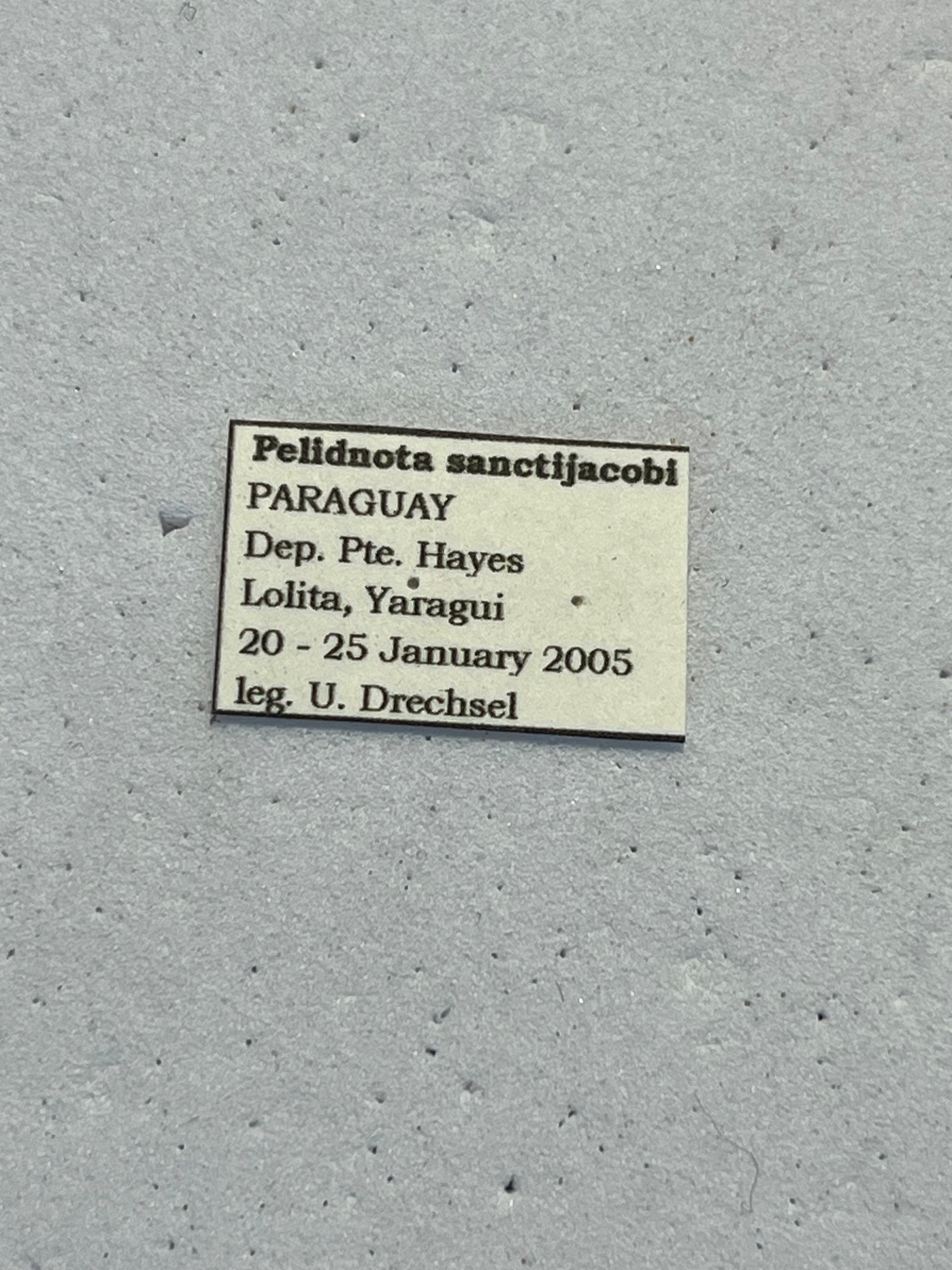 Pelidnota sanctijacobi プラチナコガネ 標本 Epichalcoplethis