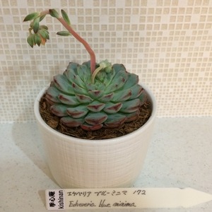 季心庵(kishinan) 多肉植物 エケベリア ブルーミニマ Echeveria blue minima 韓国苗 きしんあん 172