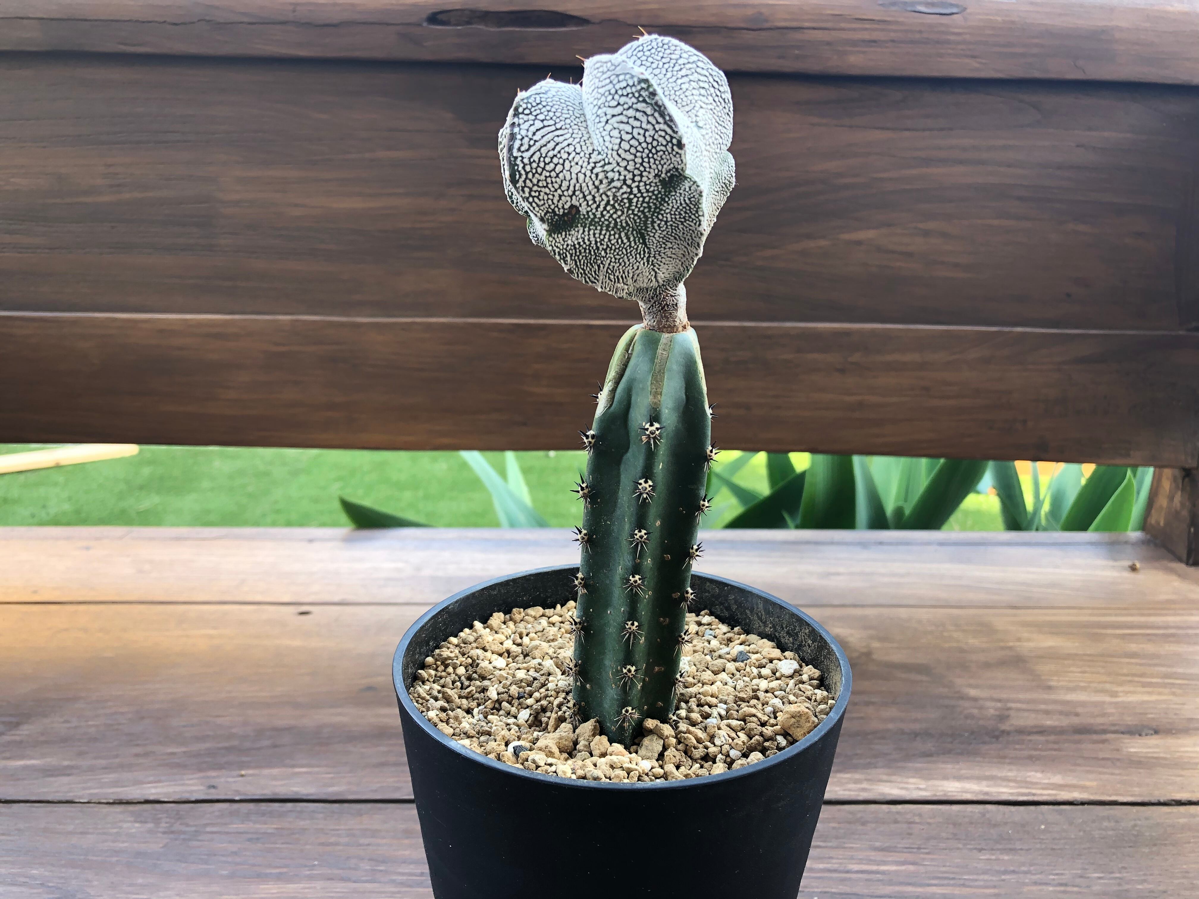 449e8f6ae9677d2e7e5c2cd470edfc