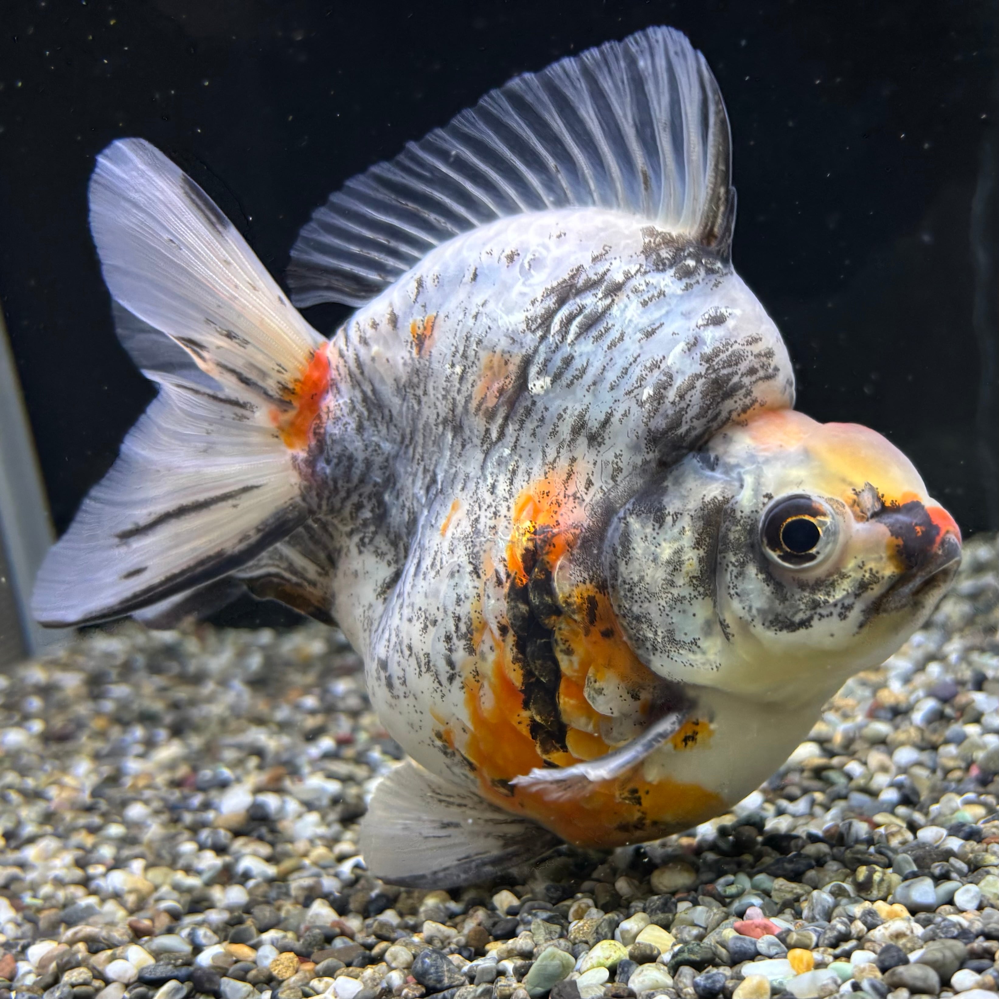 セレクト】だるま琉金 トリカラー 14cm | 金魚・熱帯魚専門店