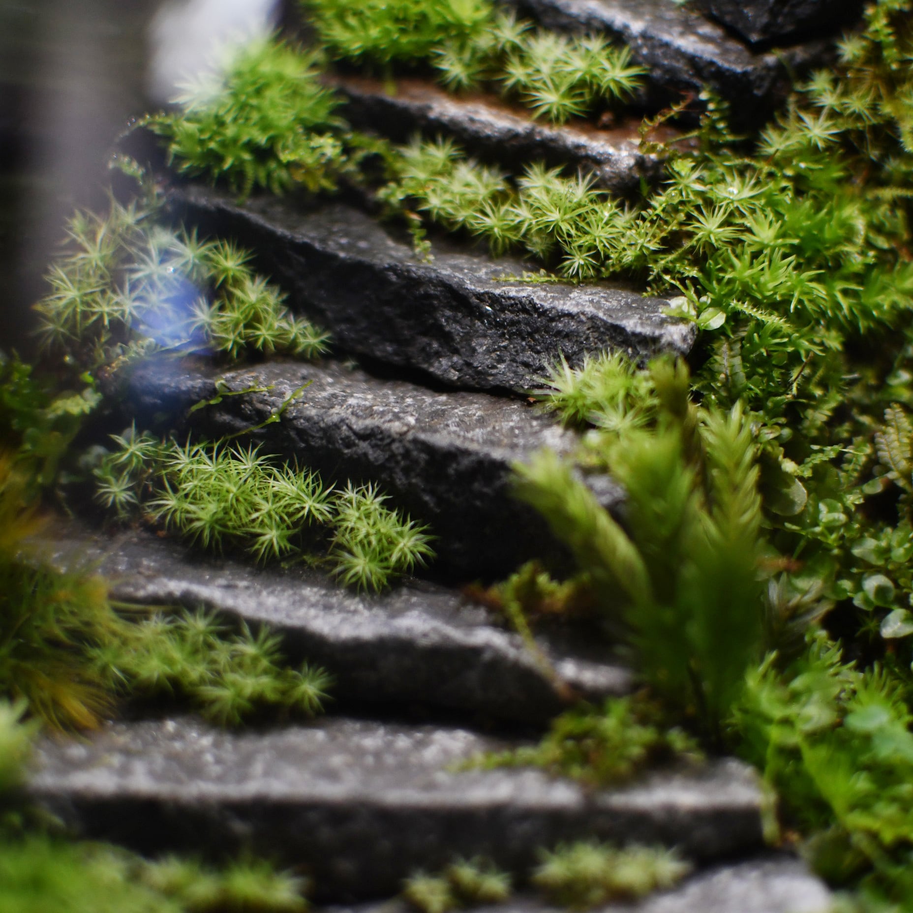 オーダー参考】石段のある苔テラリウム mosslight-LED | 苔テラリウム