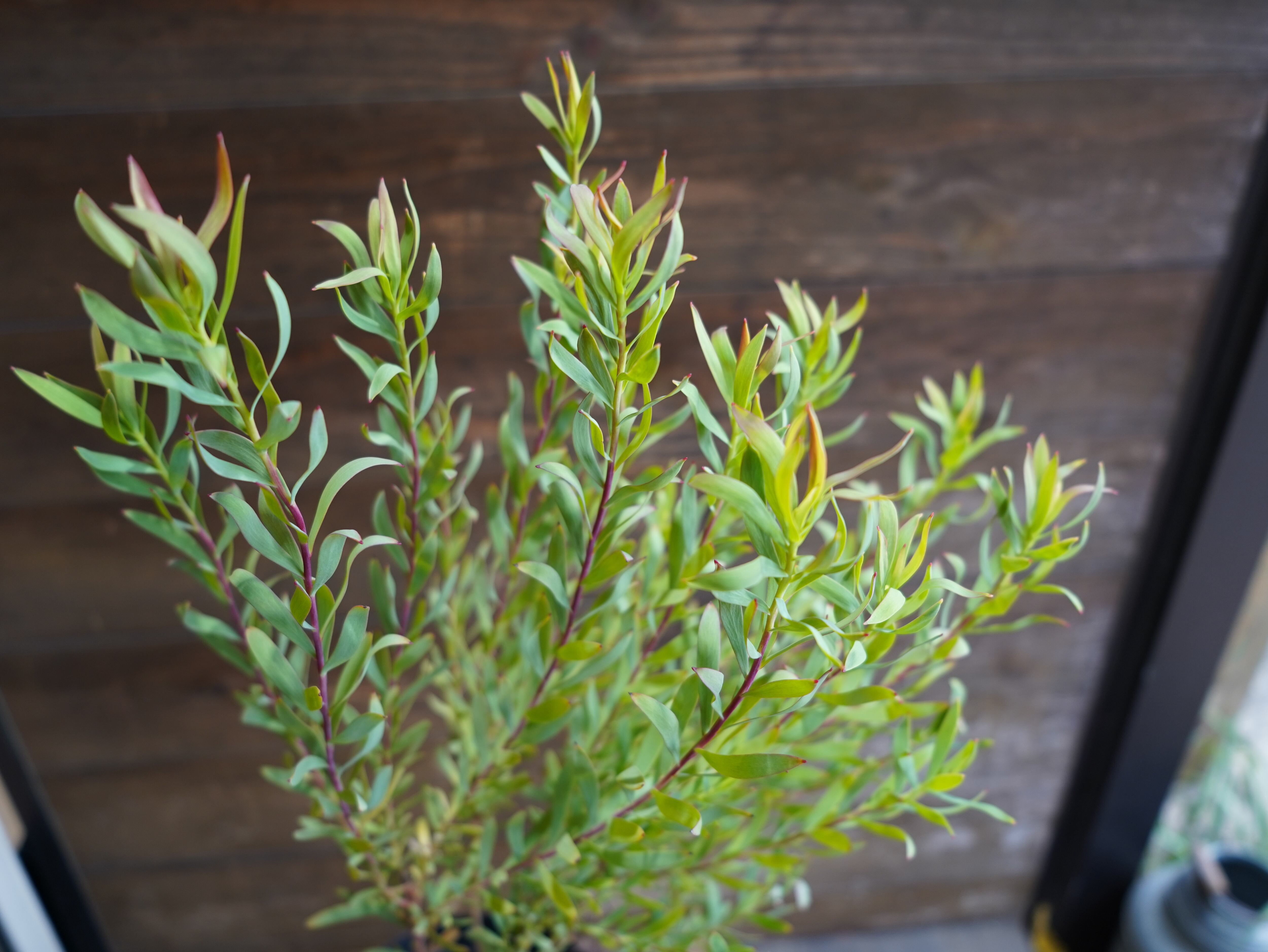 【現物】リューカデンドロン　”Cream Delight”　６号