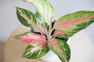 【M】アグラオネマ ピンクパナマ/Aglaonema