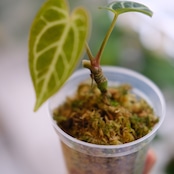 アンスリウム・レガレ / Anthurium Regale③【実生】 / 観葉植物<育て方・花言葉>