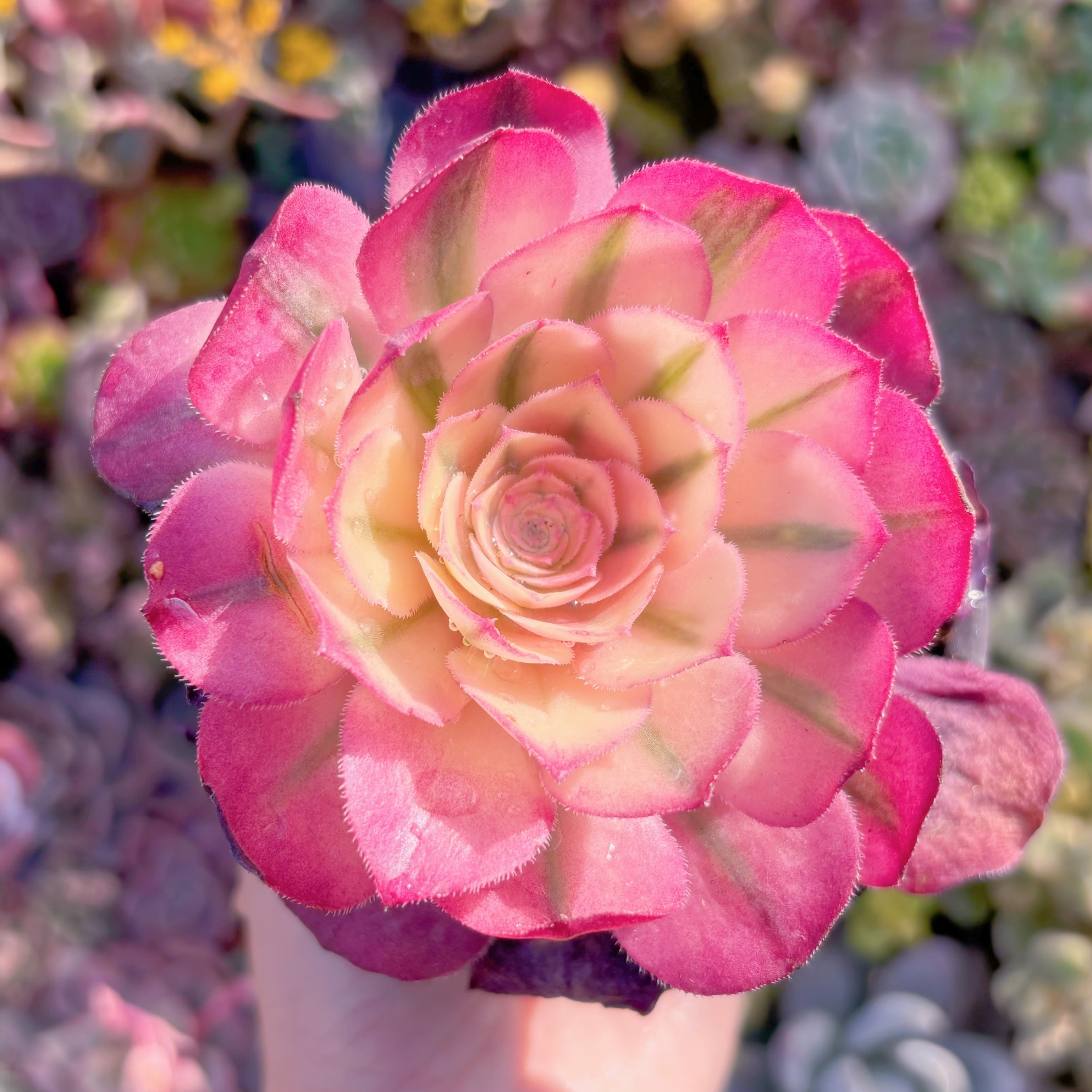 現品　ライチ#M221　群生　新入荷　るる農園