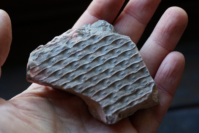 鱗木　Lepidodendoiron sp.