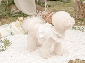 予約【pecoramou select】Sucre harness