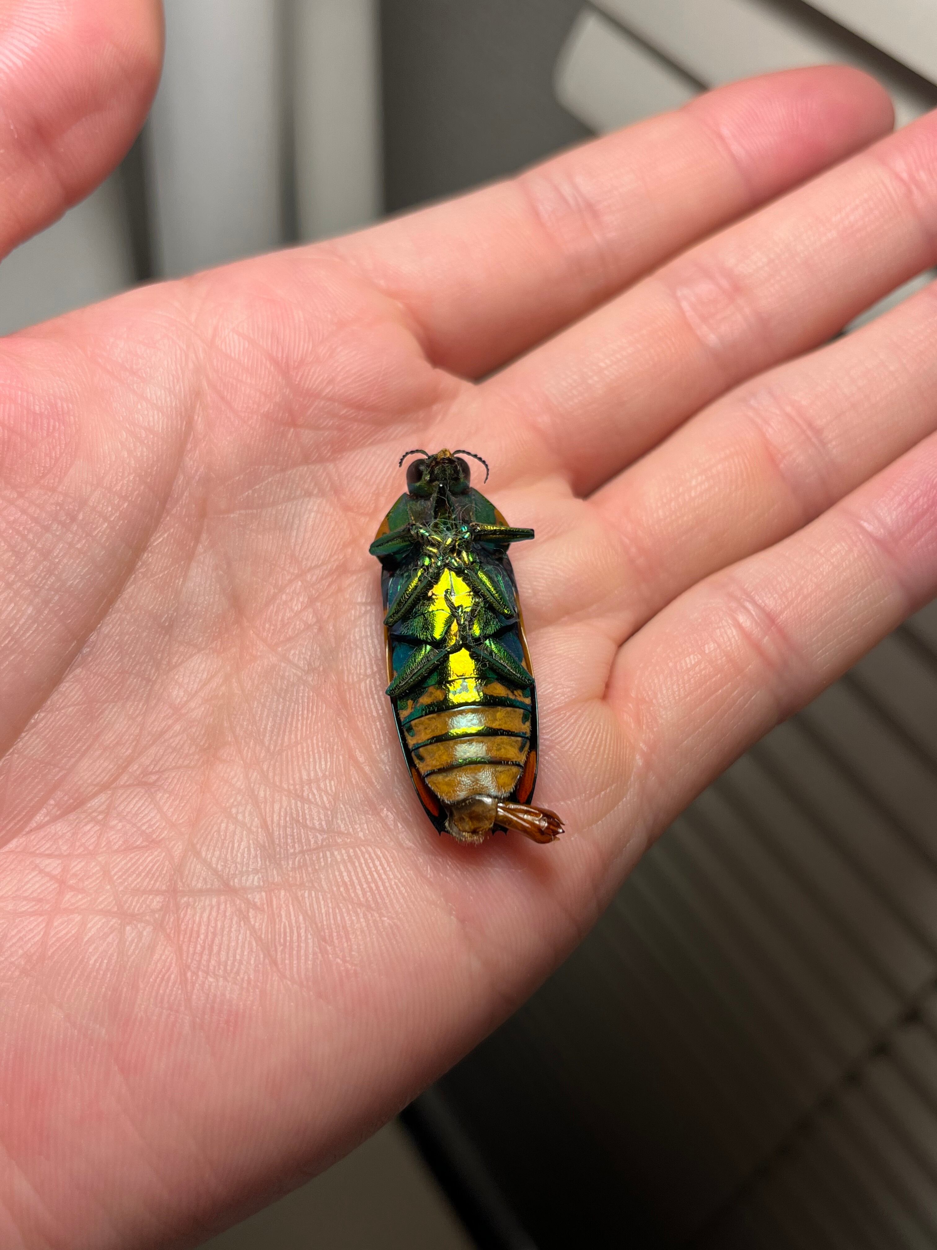 35mm♂】スハンダエオウサマムカシタマムシ Calodema suhandae 昆虫