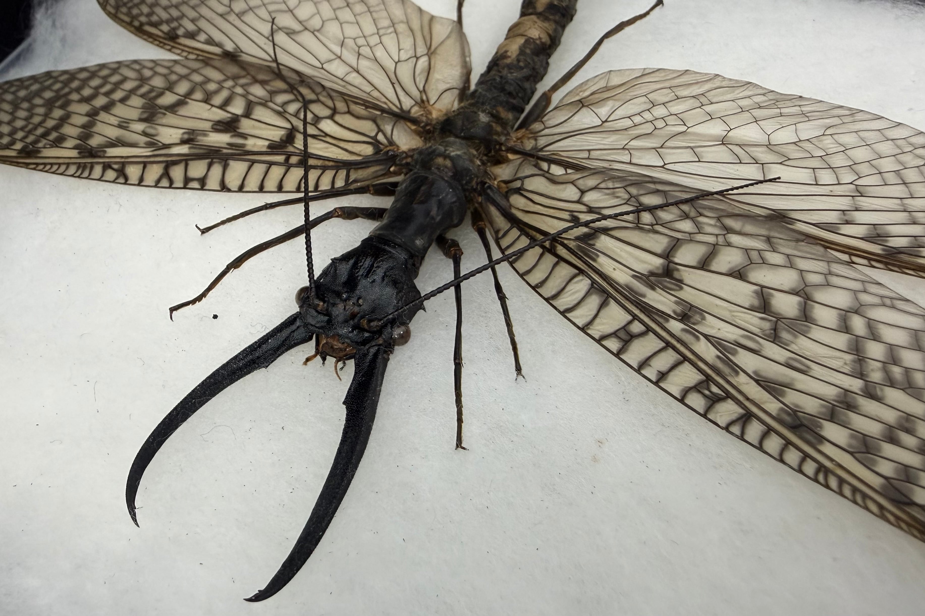 昆虫　標本　オオキバヘビトンボ　胸部に模様のある種類　125mm 昆虫 標本 オオキバヘビトンボ 胸部に模様のある種類 125mm - メルカリ