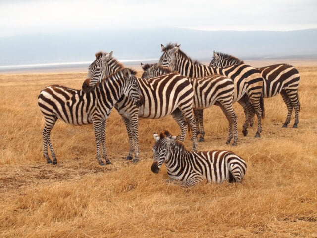 【kazuo様】専用・赤360g/ベージュ300g≪フォロー割・リピート割特価≫ Tanzania Karatu AB Kilimanjaro Washed (200g) | SAFARI COFFEE ROASTER