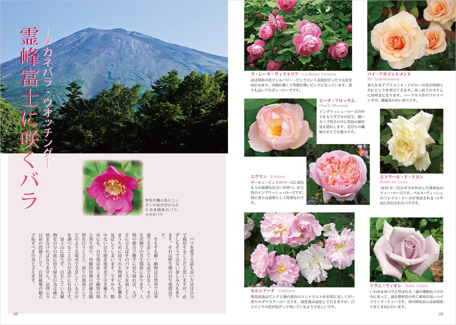 ばらを楽しむ 栃の葉書房