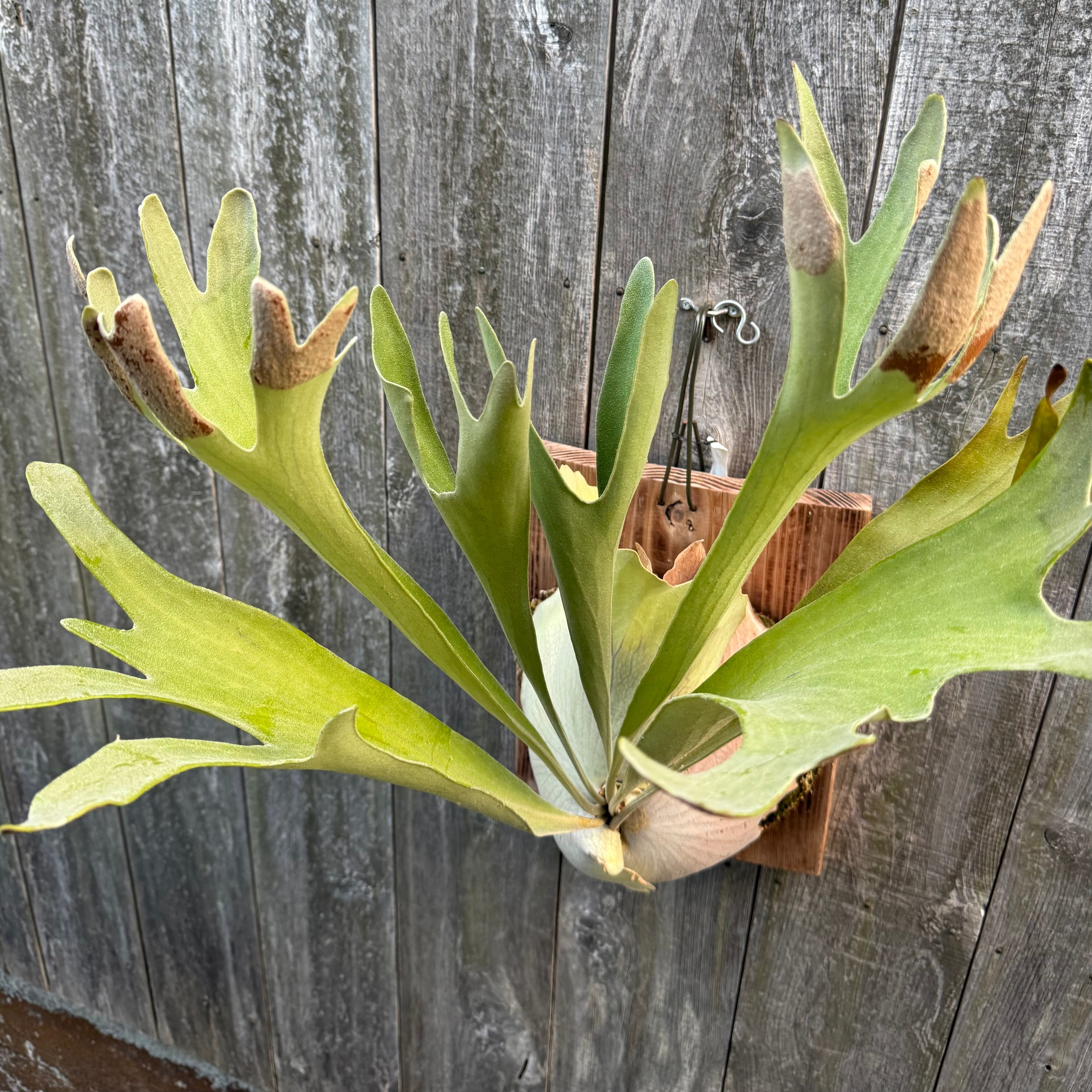 P. Yamata no Orochi (pup) | naturefix