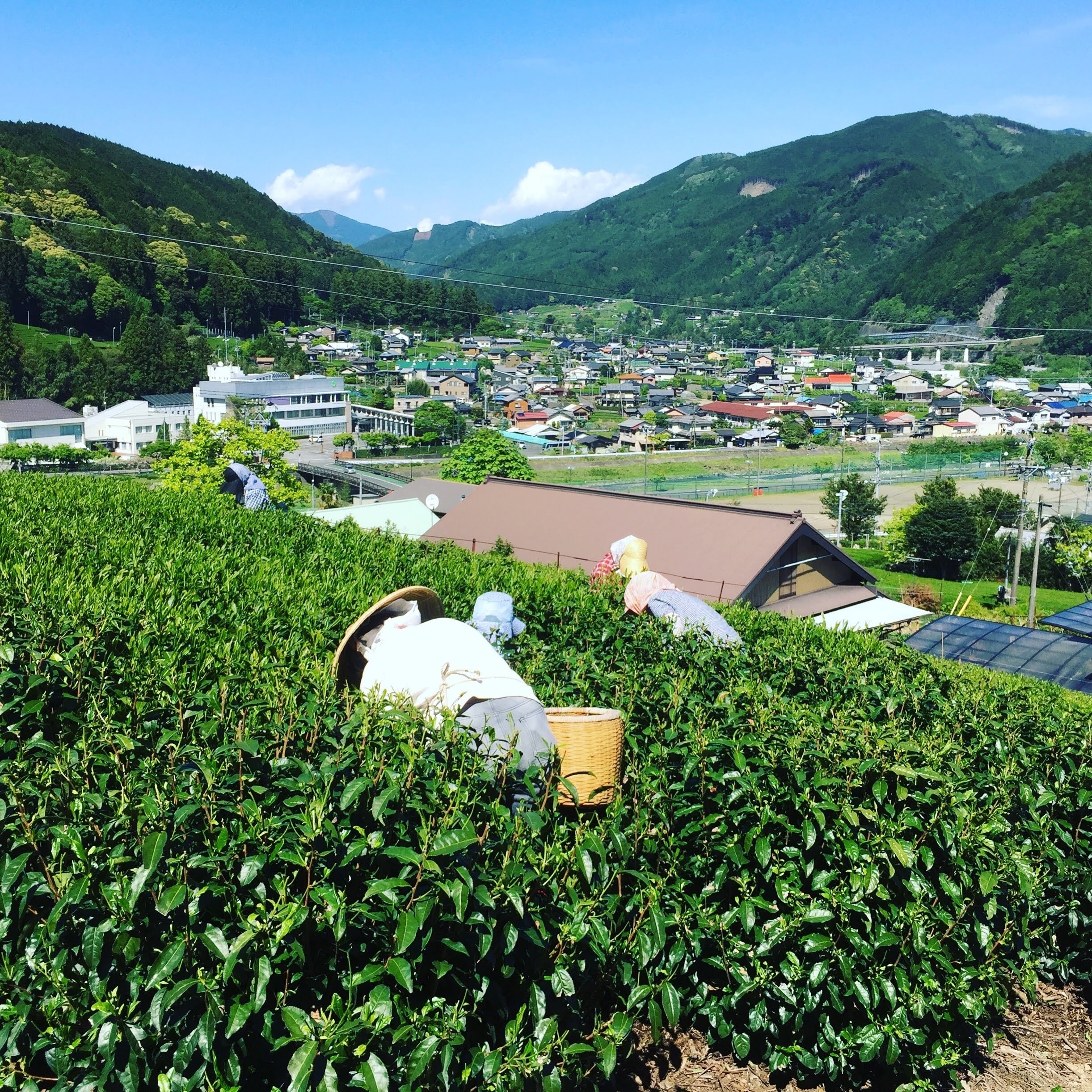 花のしずく 100g（少量販売） | 川根茶農家 高畑園ONLINE STORE