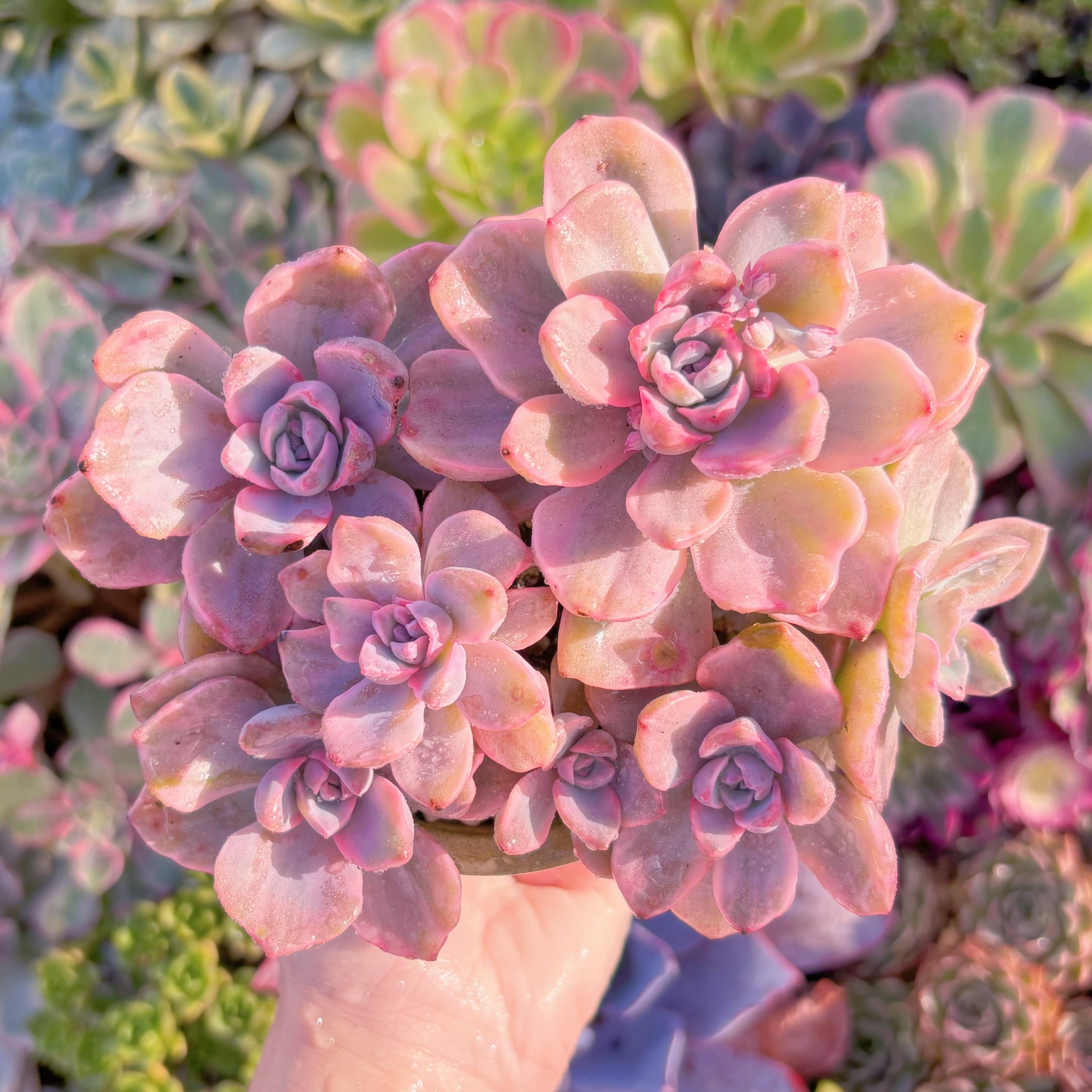 現品　リチャード錦#A071　大群生　るる農園