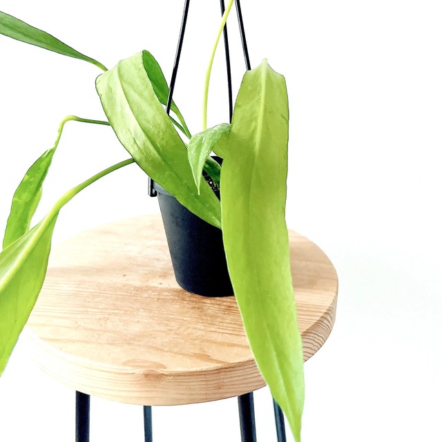 アンスリウム ビッタリフォリウム ハンギング 観葉植物 calm cafe