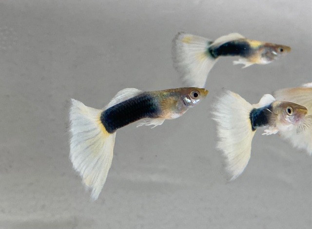 国産ドイツイエローグッピー 雄雌ペア(2セット) kawaiiosakana