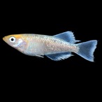 【現物】富嶽珀景イエロー　3ペア+1