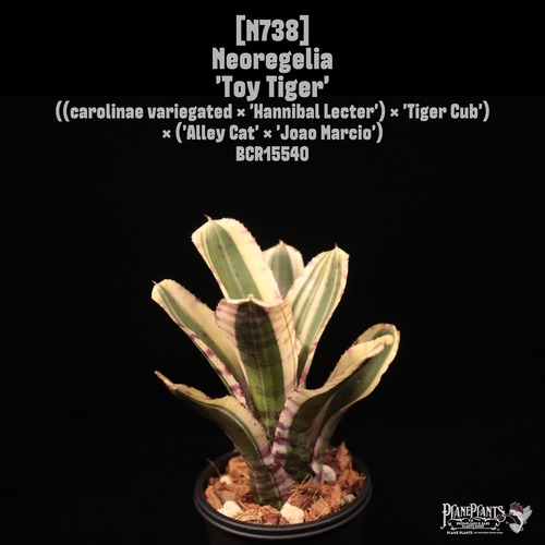 Neoregelia 'Toy tiger'〔ネオレゲリア〕N738