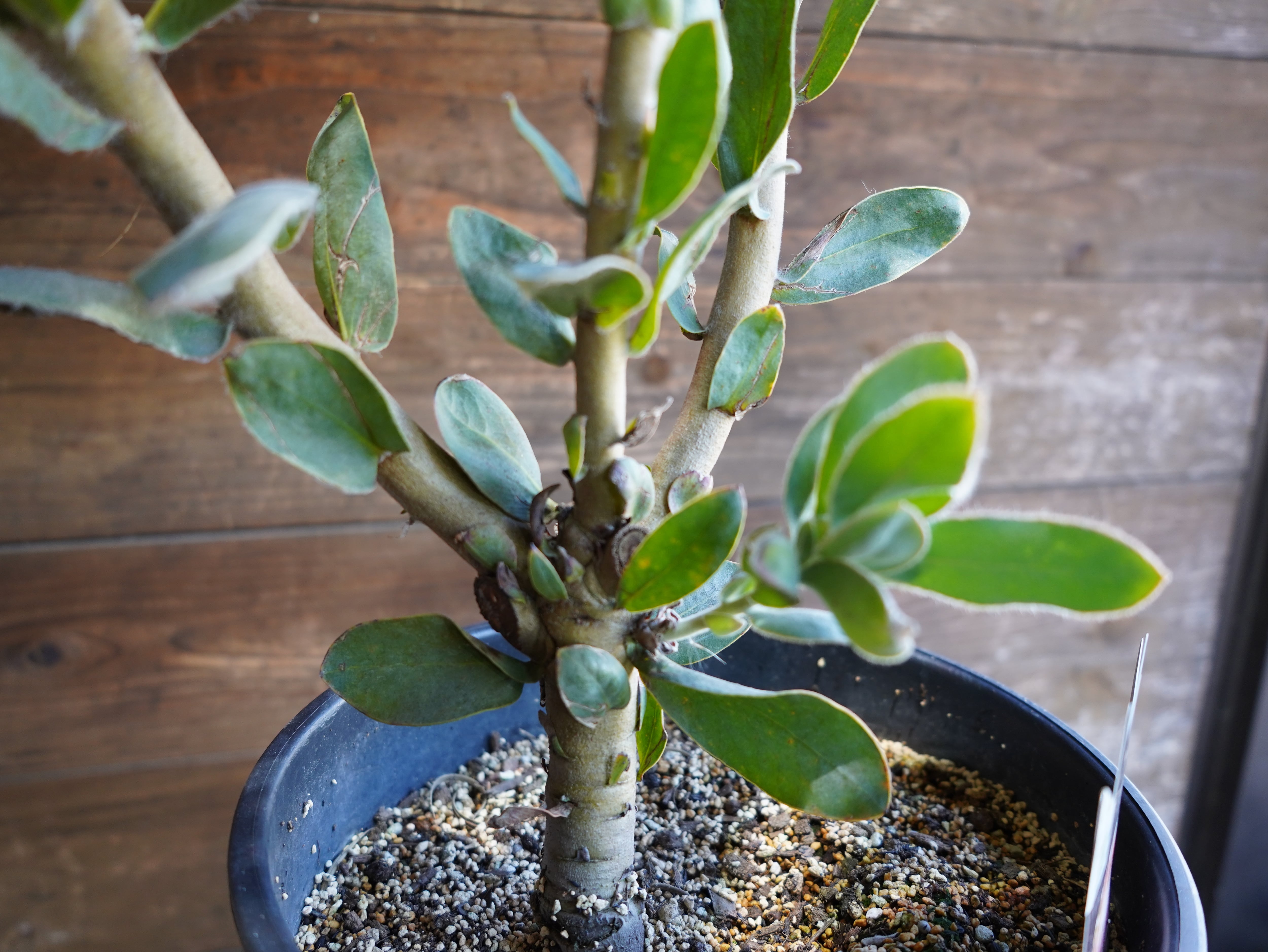 【現物】プロテア　"マグニフィカ"