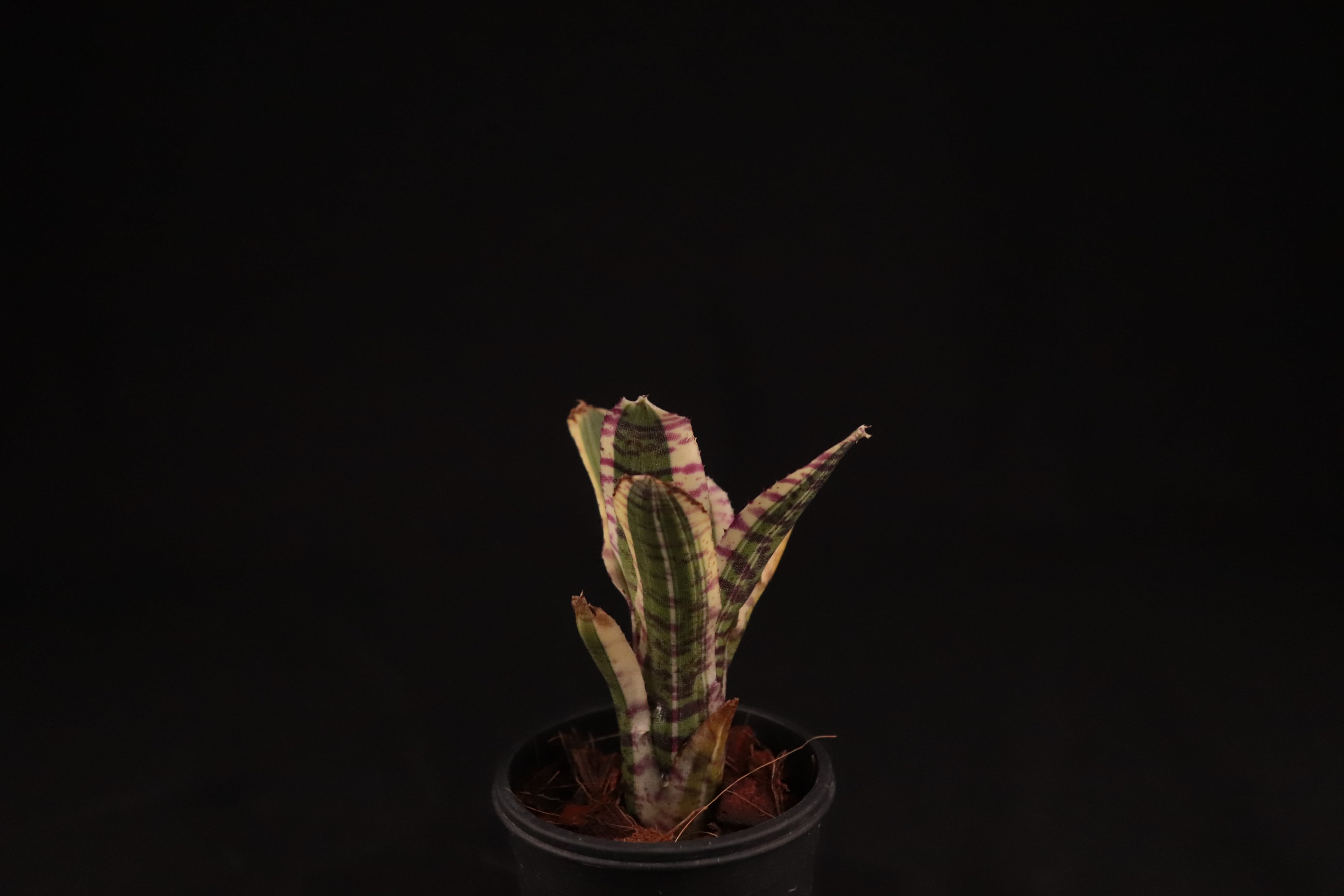 送料無料】Neoregelia 'Toy Tiger'〔ネオレゲリア〕現品発送N0439
