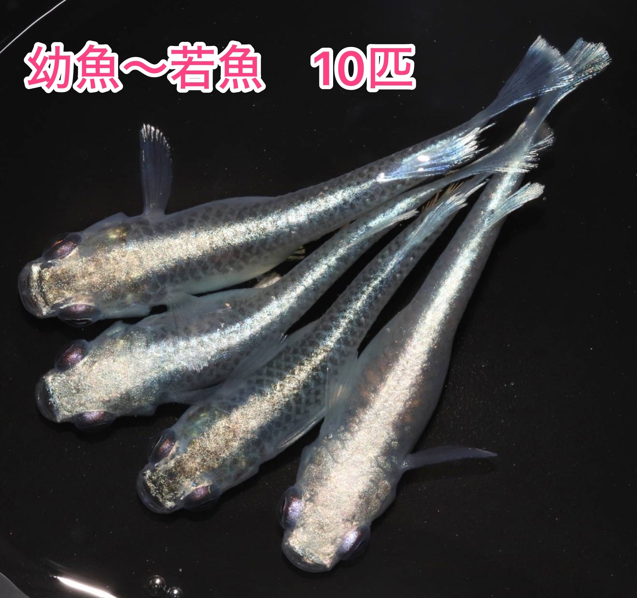 NO.2918 バリオス（BALIUS） 水冷4サイクル16バルブ4気筒