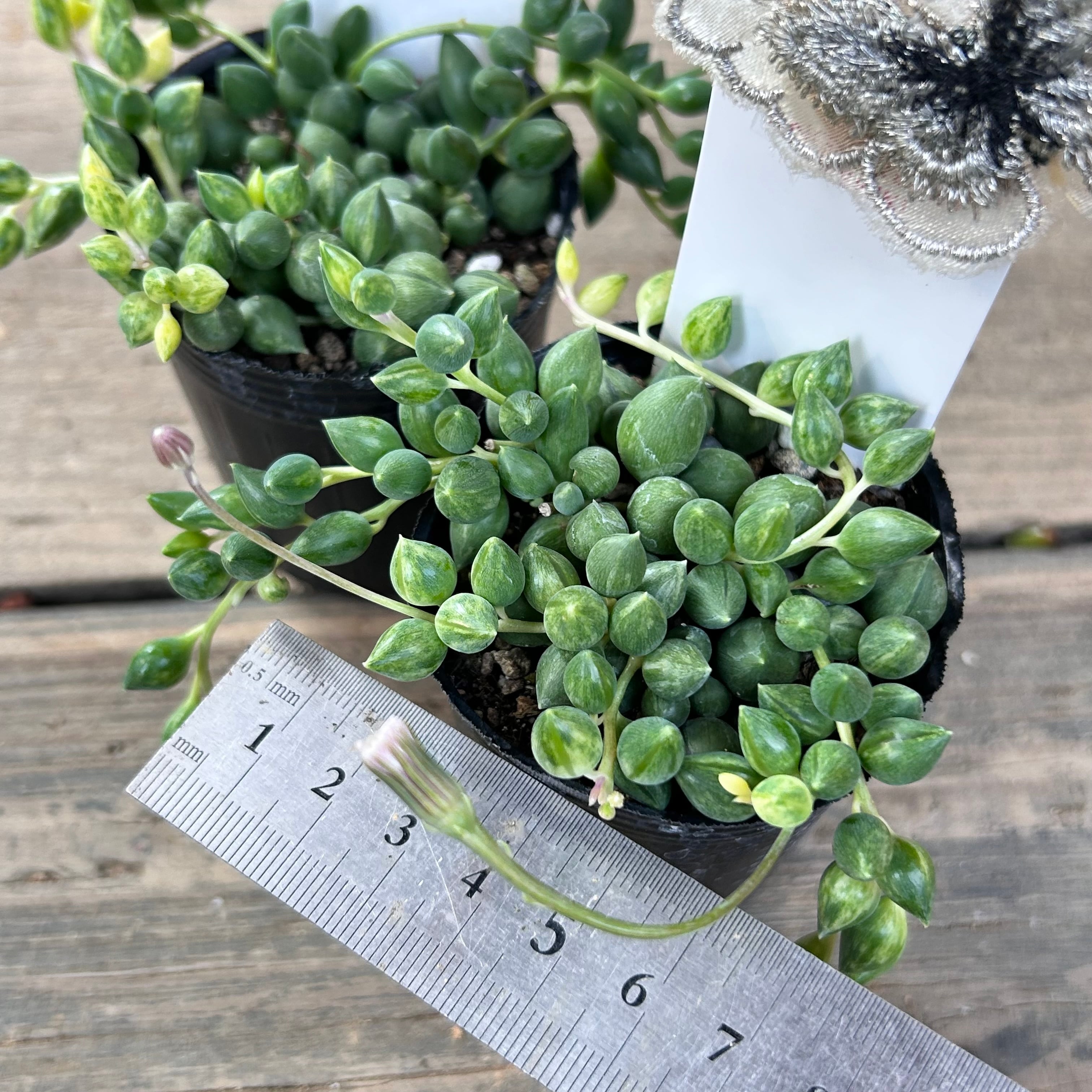 多肉植物^o^ エンジェルティアーズ錦 【公式通販】