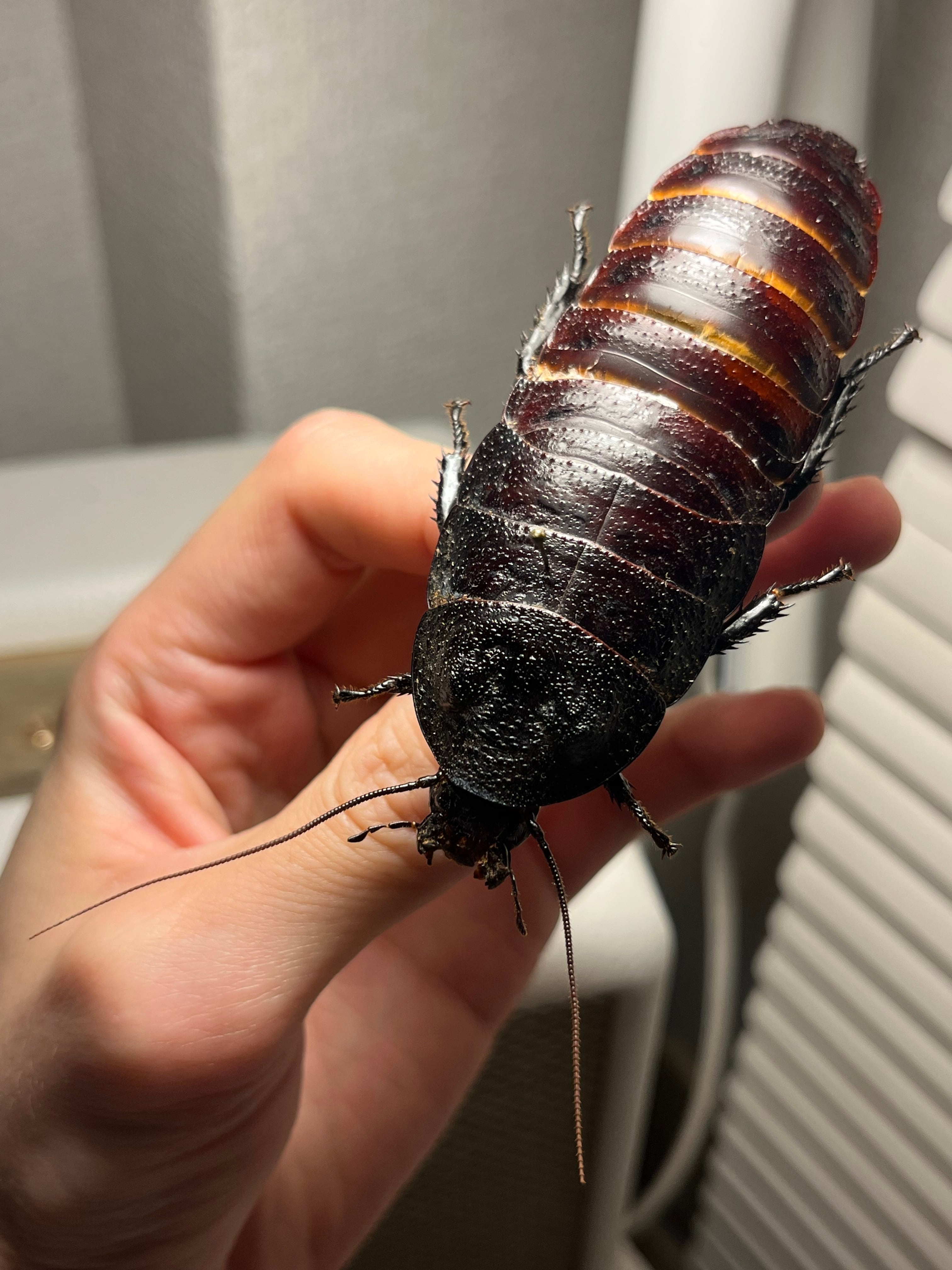 蜚最大級】マダガスカルゴキブリ オブロンゴナタ？ 標本
