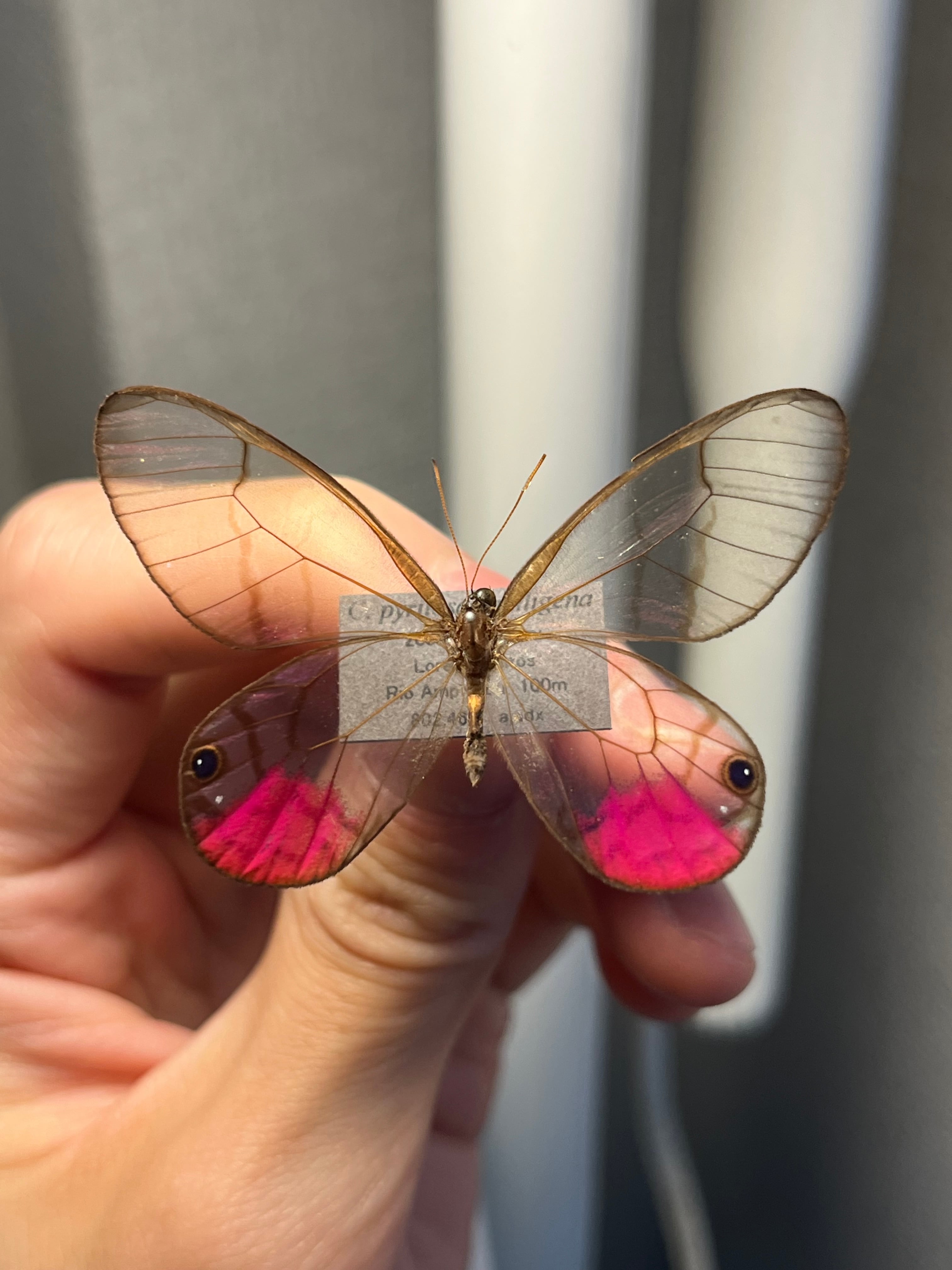 ベニスカシジャノメ アンドロメダスカシジャノメ ベニスカシジャノメ