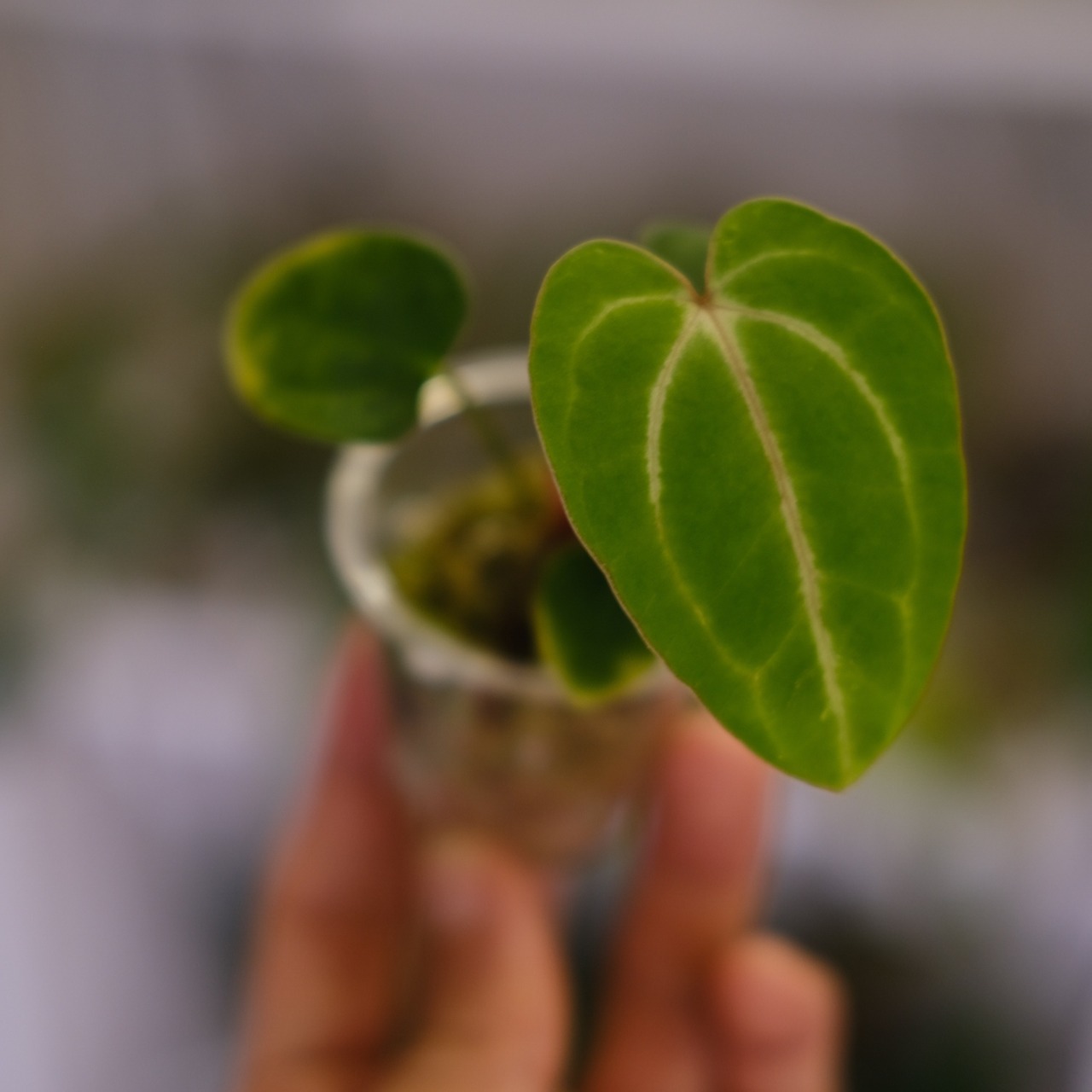 Anthurium Carlablackiae / アンスリウム カーラブラッキー⑲│観葉植物