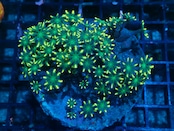 SelectionBaliShip ClovePolyp YellowGreen