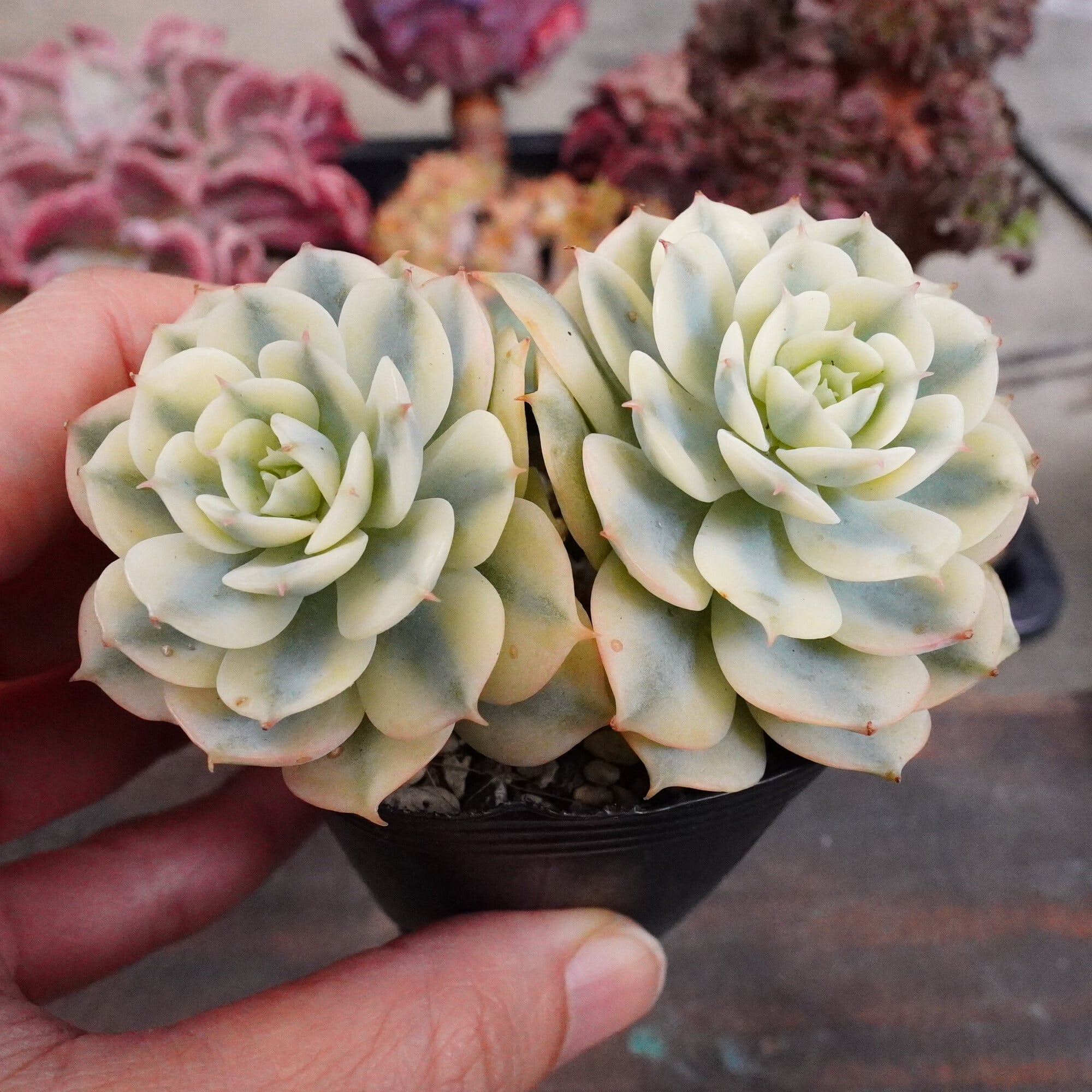 P.Doi-Tung OC. Pup / ビカクシダ・ドイトン 子株 24-001 | Pay ID