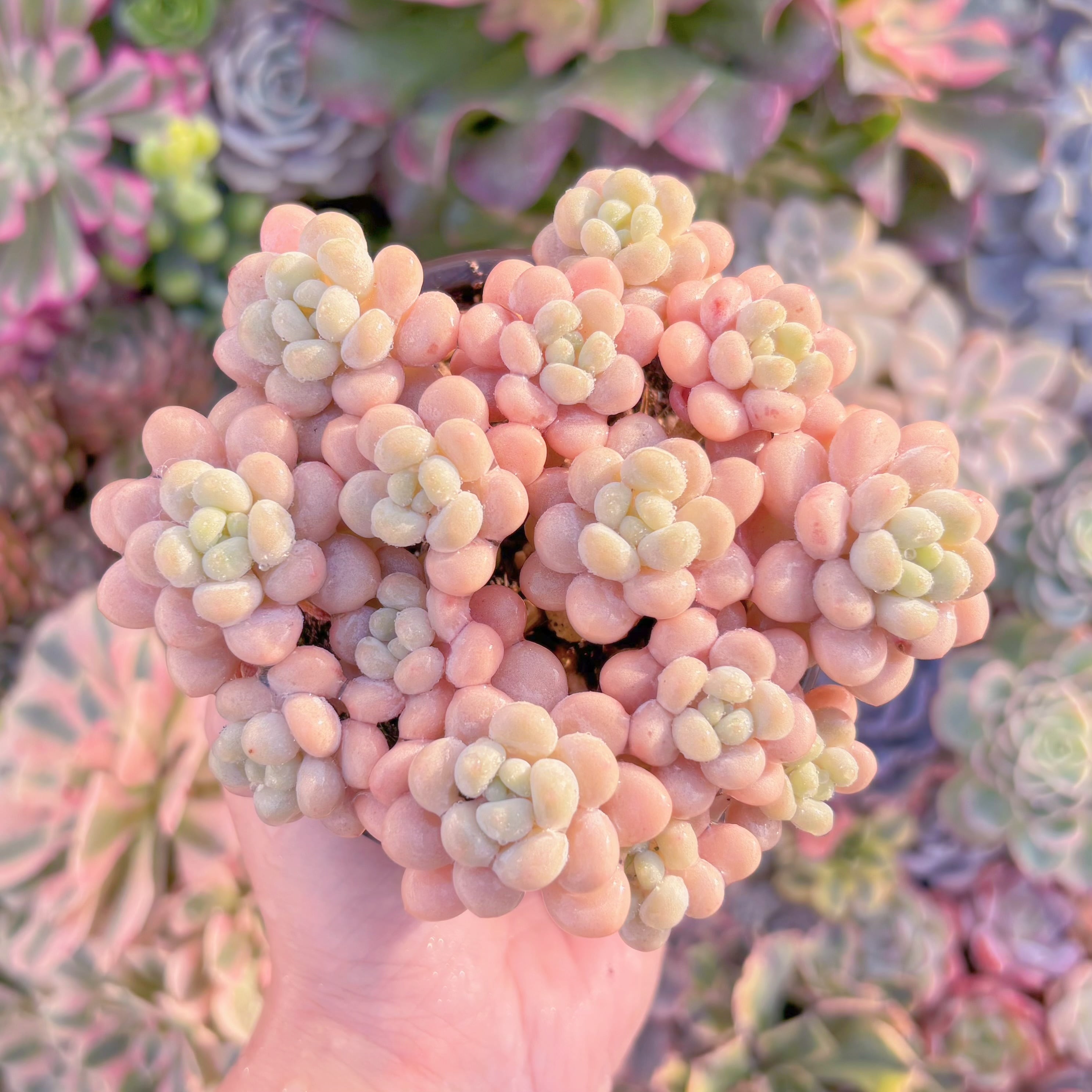 現品　丸葉ストロベリーミルク#A096　群生　るる農園