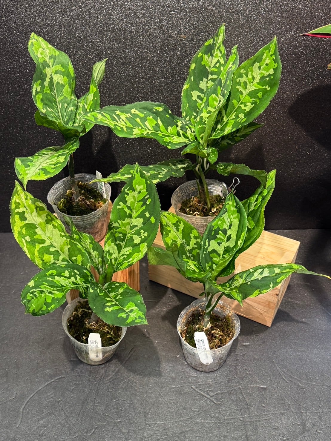 ピクタムトリカラーワイド アグラオネマ 観葉植物 2.5号 希少 迷彩柄