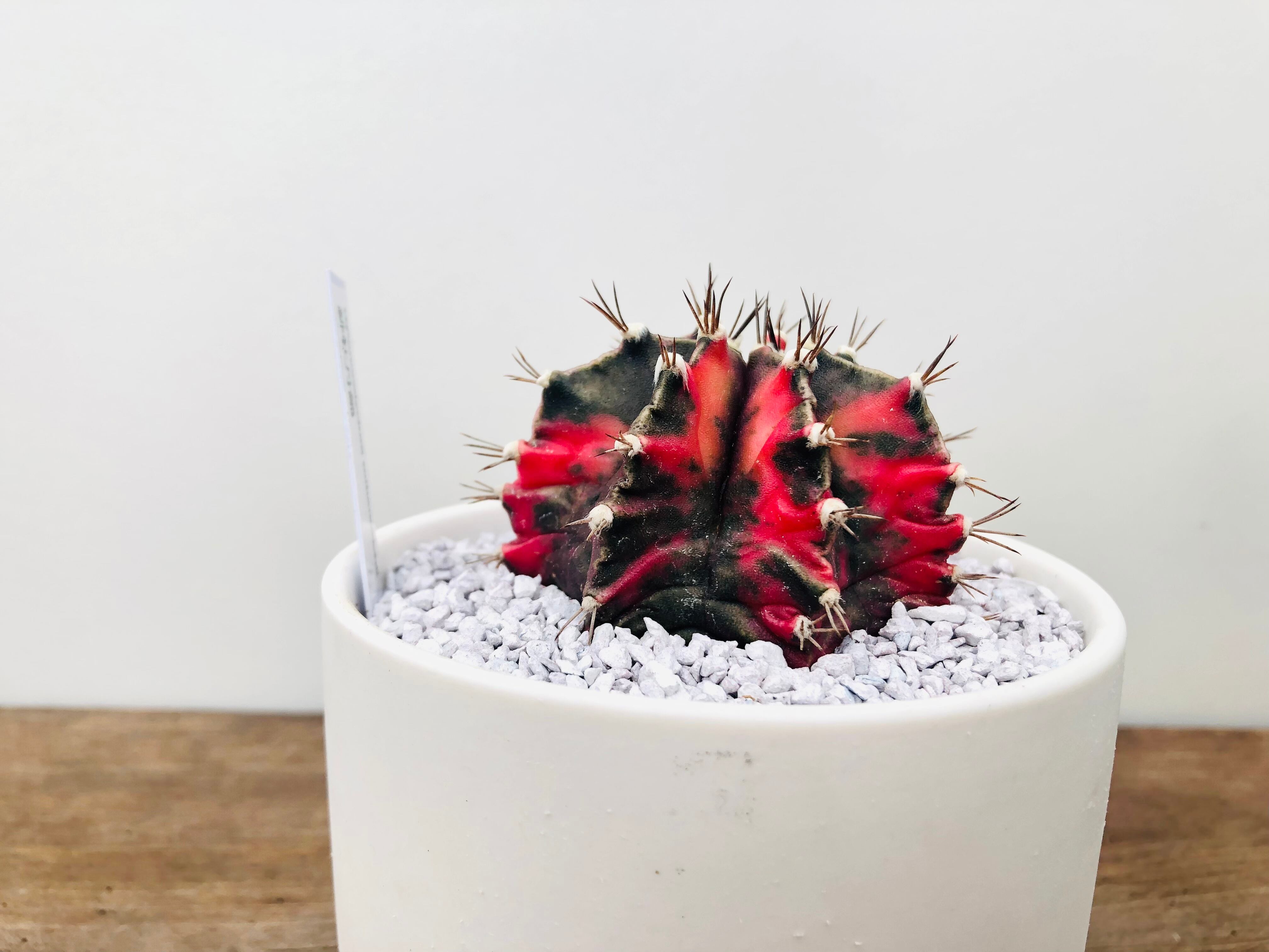 Gymnocalycium mihanovichii 緋牡丹錦 サボテン 実生 | plants MARU