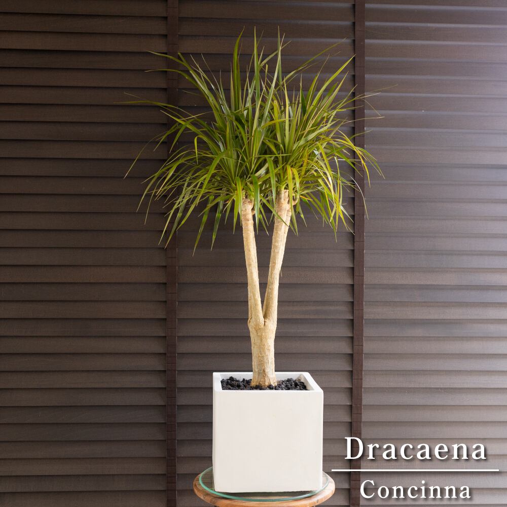 幹太 ドラセナ コンシンネ 軽量グラスファイバーポット 観葉植物 1102WH