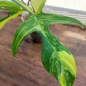 【美斑】フィロデンドロン フロリダビューティー/Florida beauty②