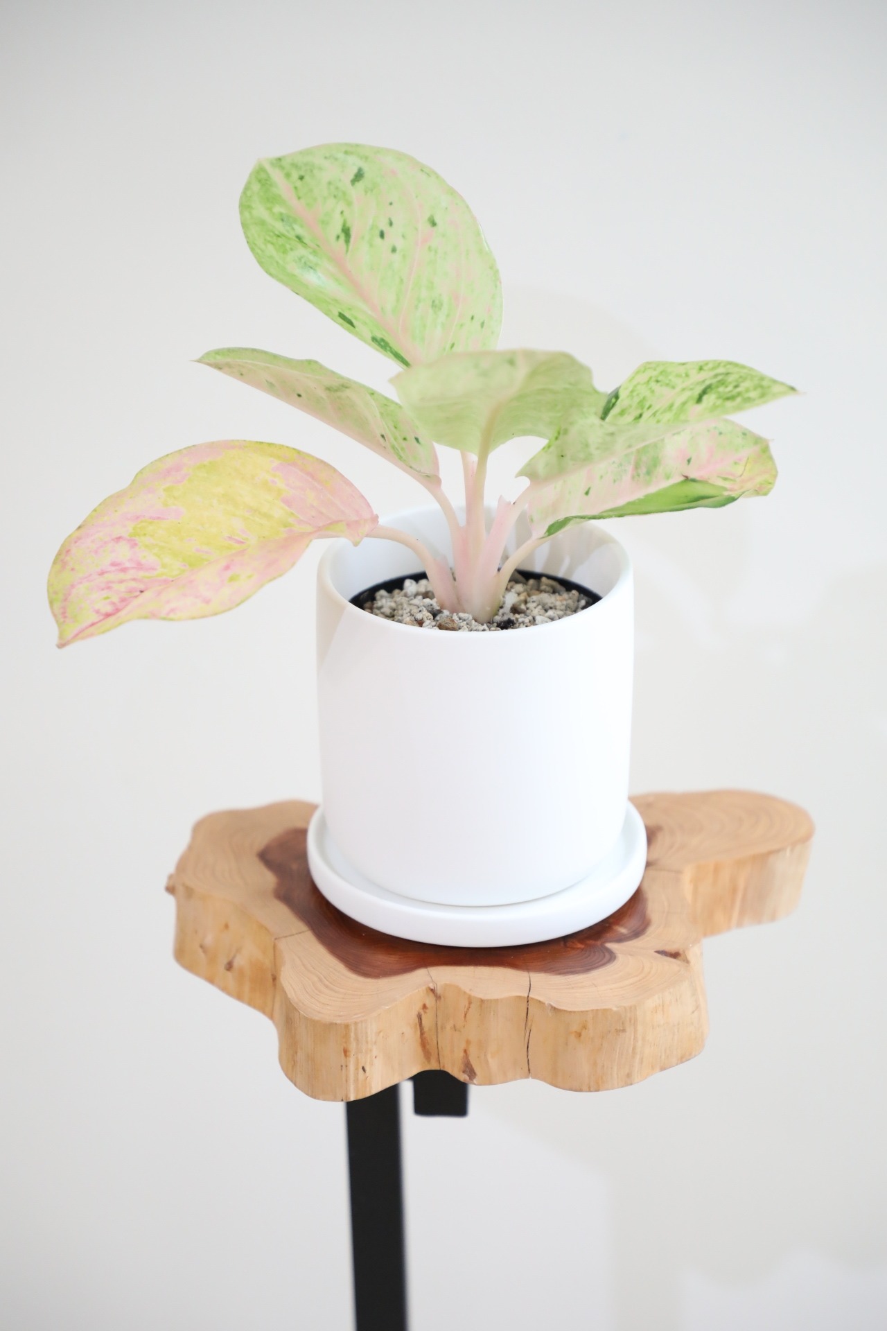 【S】【希少】アグラオネマ ローズ ピンクイメリタス/Aglaonema ※陶器鉢付き