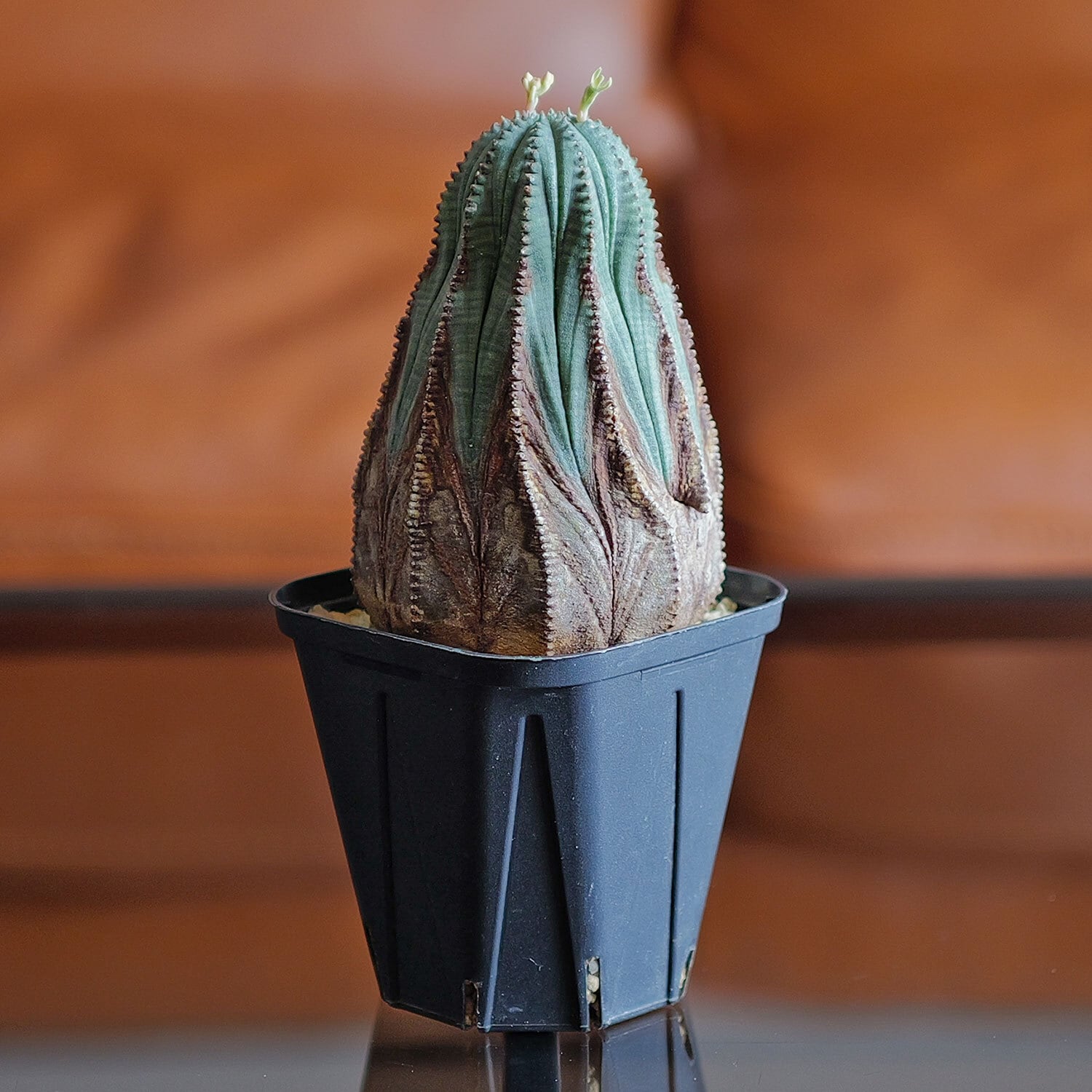 44bf8e194c3f2b09bd88f6a998f5ae