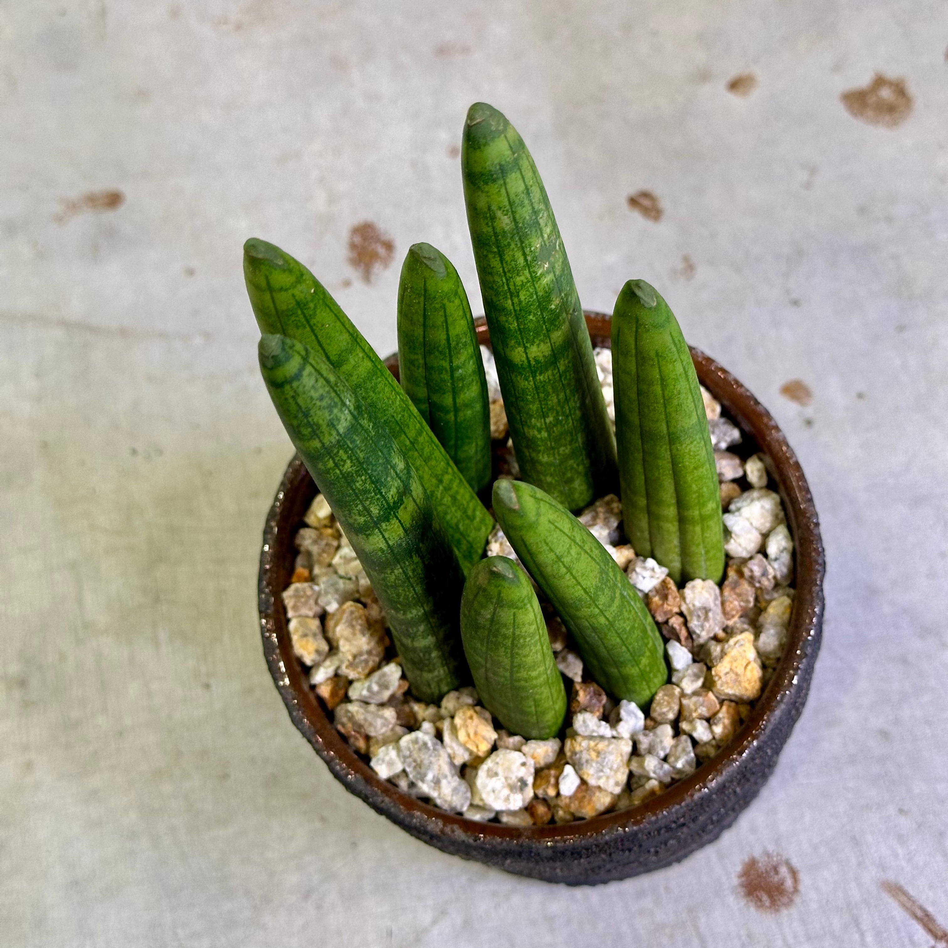 サンスベリア・スタッキー | barrelplants_BONSAI