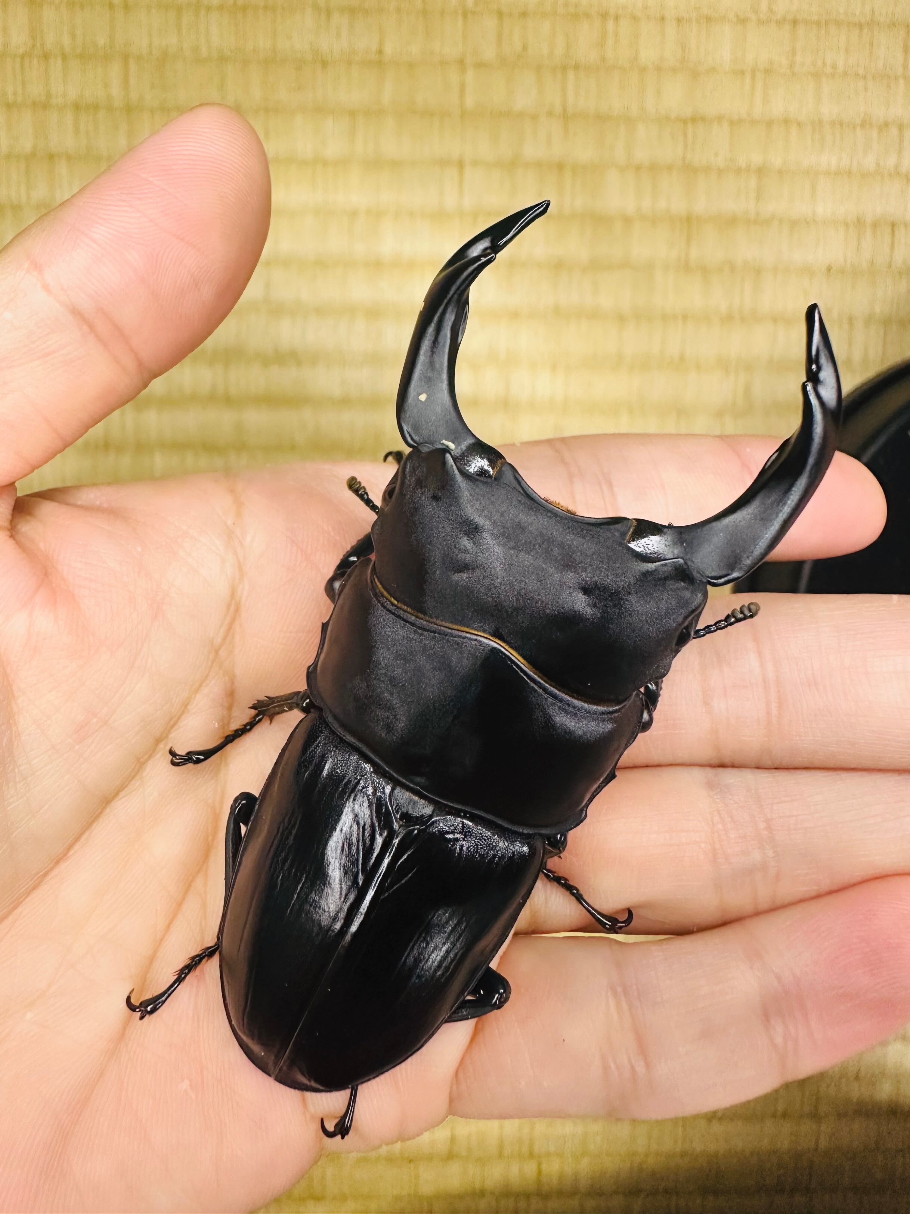 オオクワガタの一生を紹介！成長毎に姿を変える不思議さがスゴイ 【福袋】
